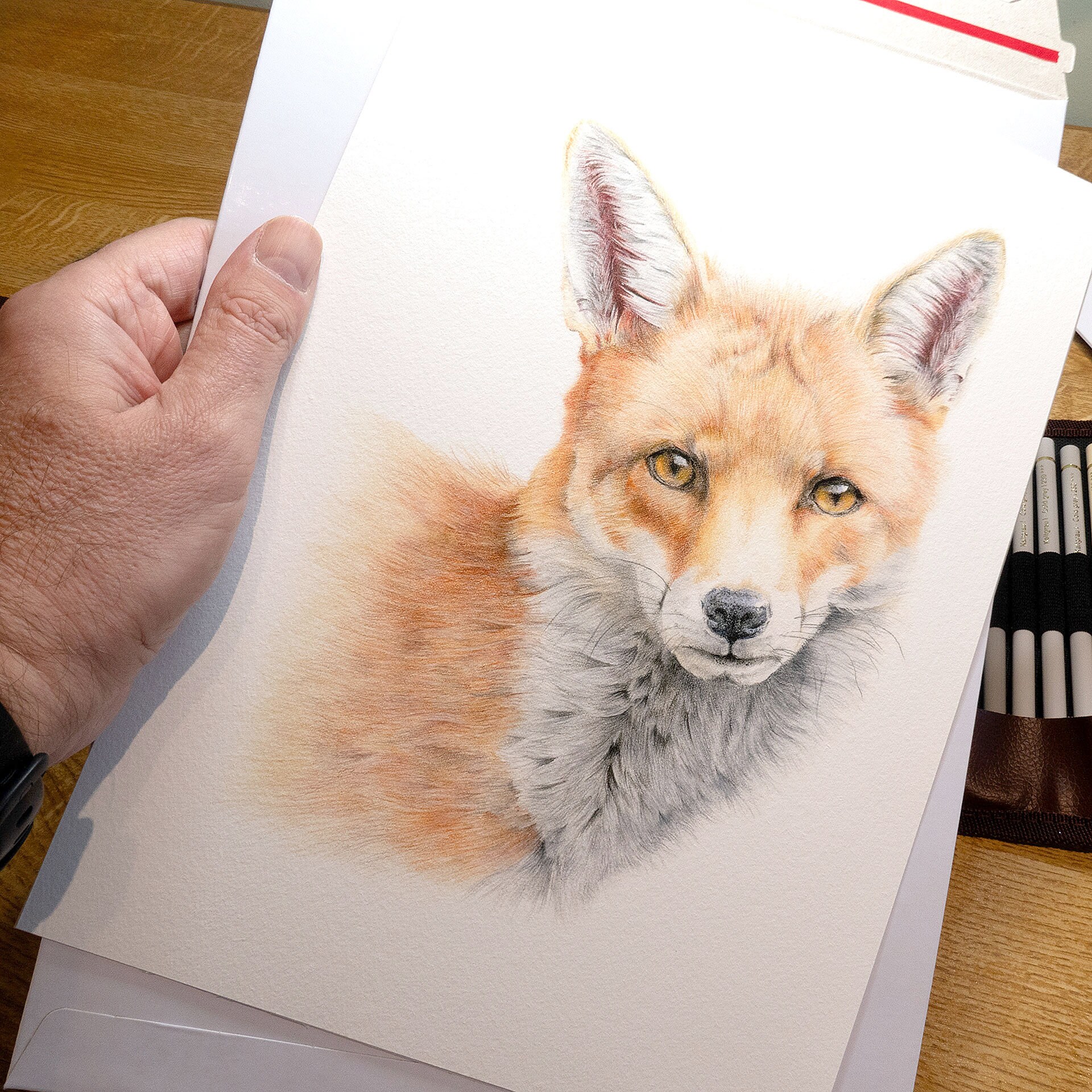 Red Fox, Wildlife Print, A4 Print of Original Coloured Pencil Drawing