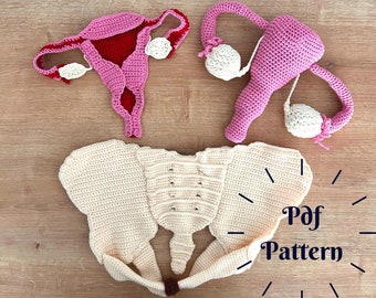 Crochet Pelvis and Uterus Pattern, Model of Uterus Structure, Female Pelvis and Sacrum Model, Midwifery Education Materials, Crochet Anatomy