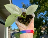 Rare USA - Philodendron Hastatum Silver Sword - Whole Plant with active growth, multiple nodes free mystery cutting