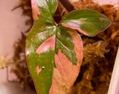 Rare USA - Syngonium podophyllum 39 Pink Splash 39 small w EXTREME color and variegation, lightly rooted STEM cut free mystery cutting