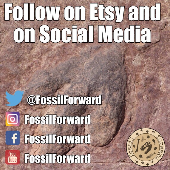 hunter backpack fossil