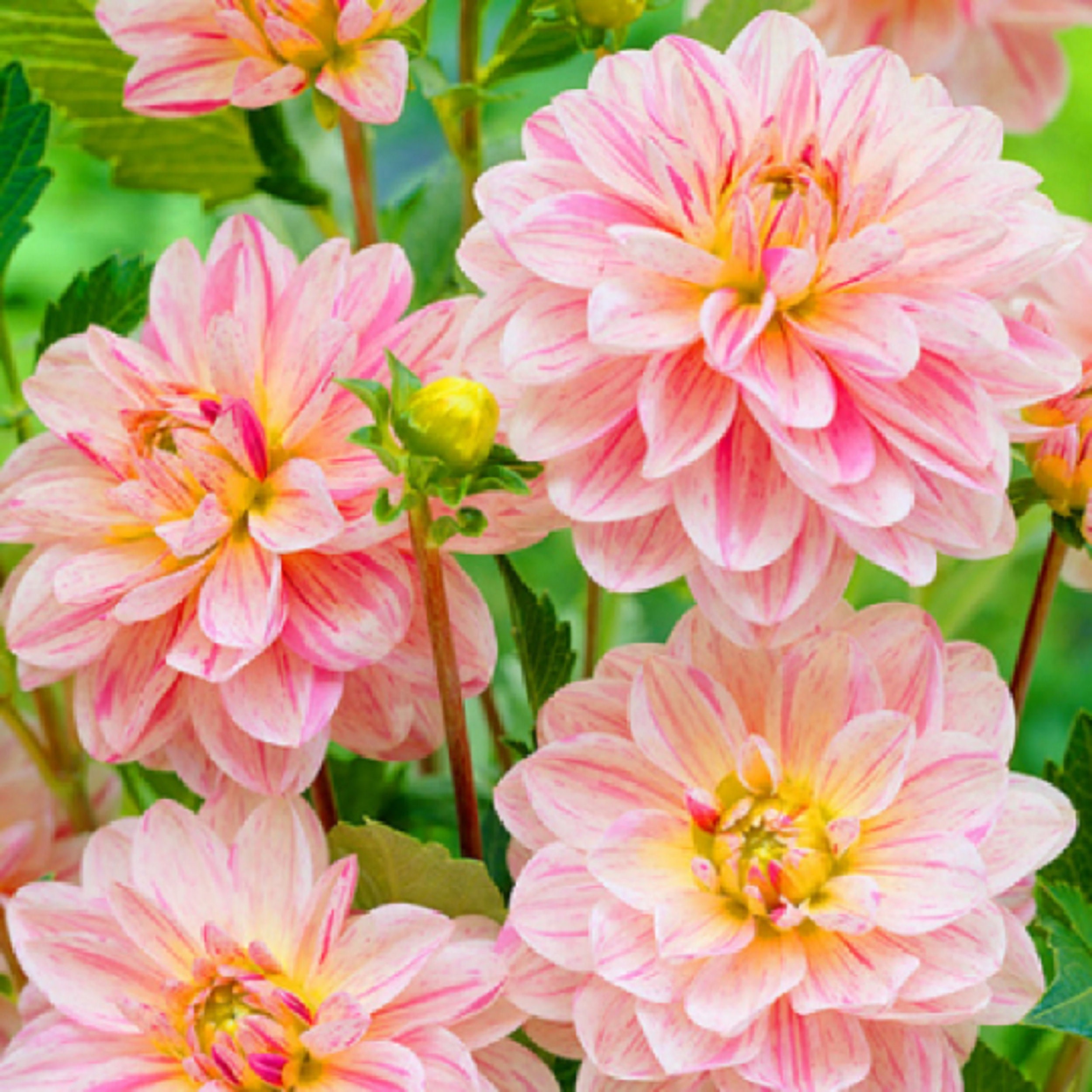 Dahlia Bonny' 60 Graines