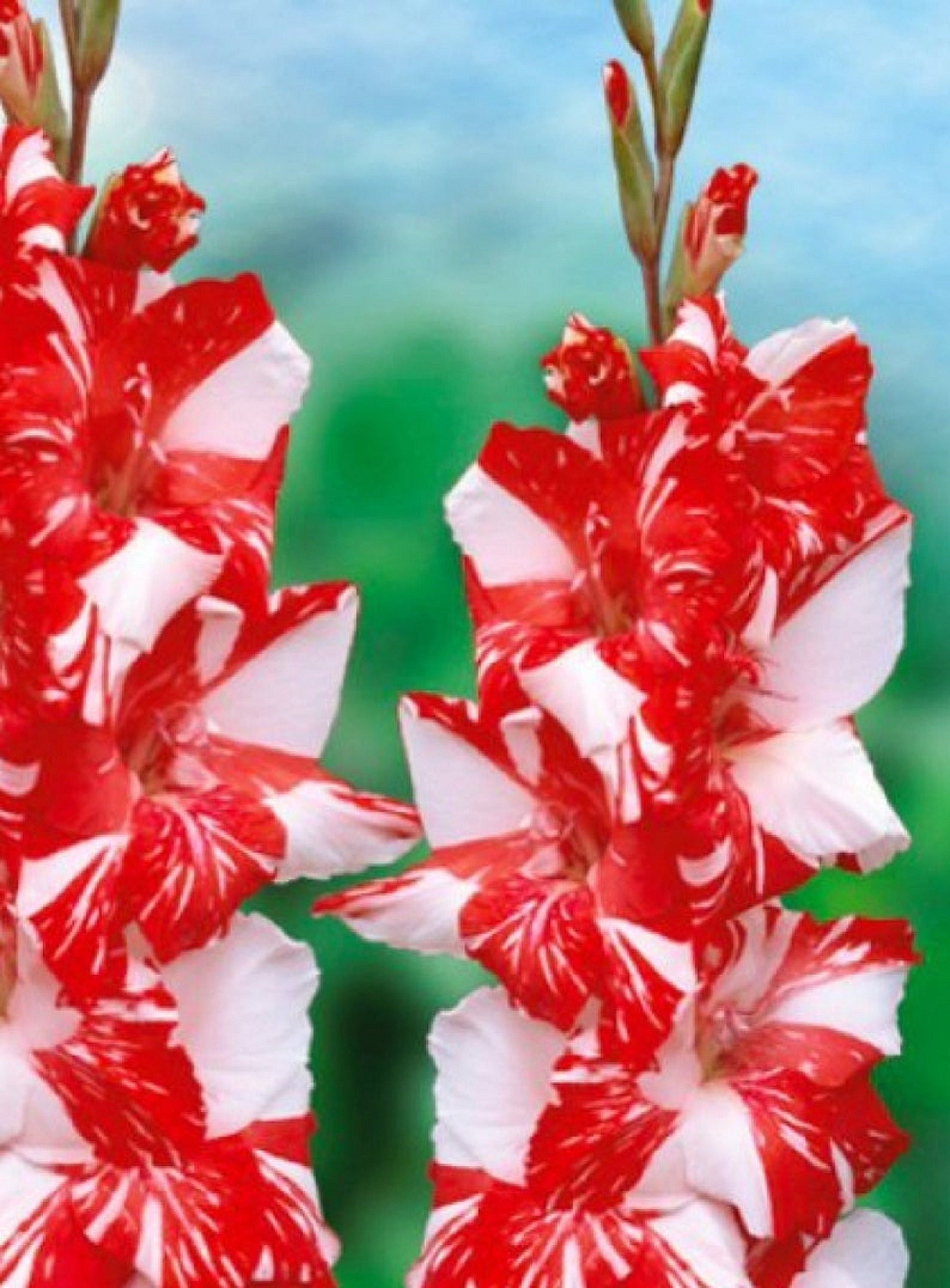 Gladiolus Zizanie 15 Graines