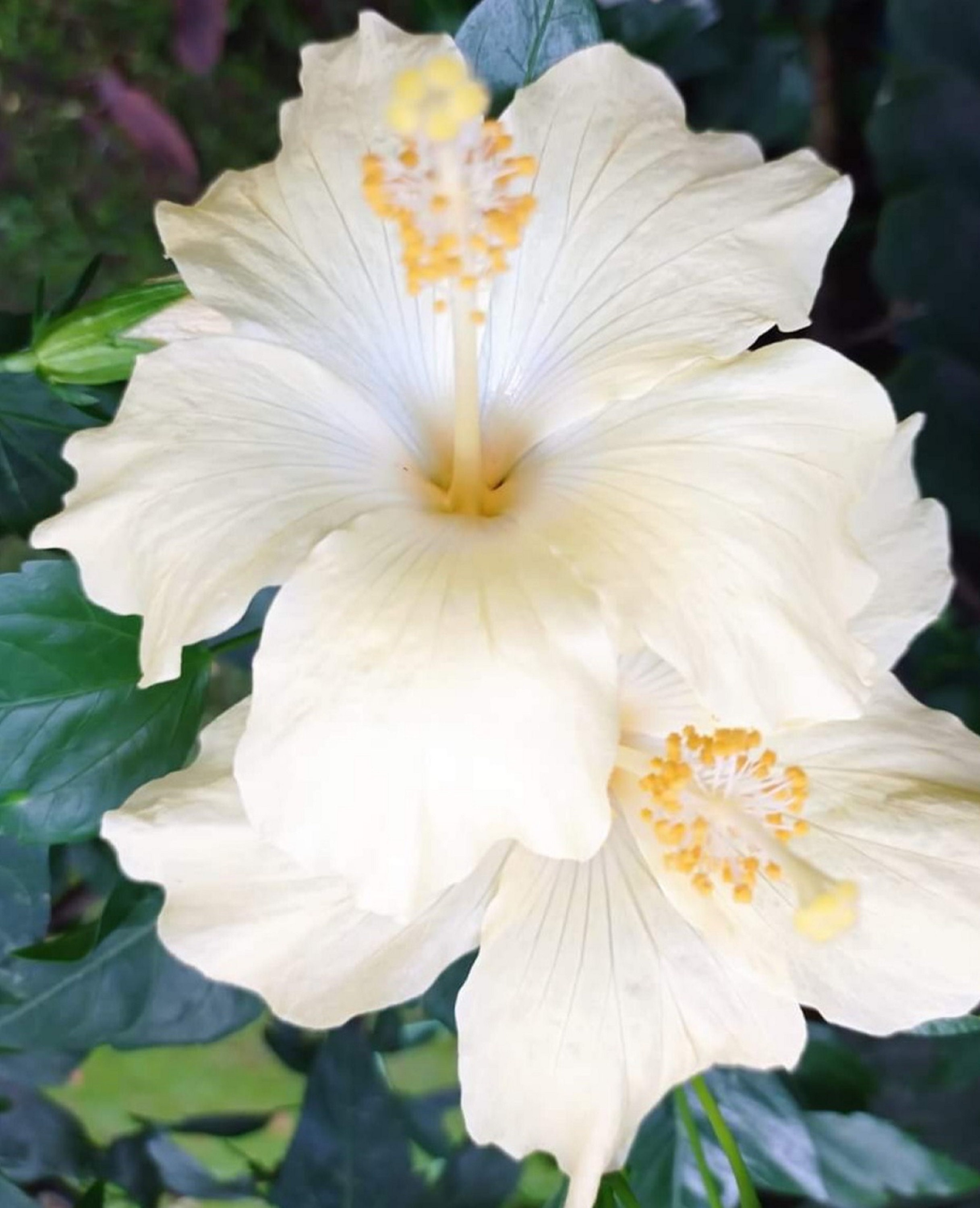 Hibiscus Alpine 60 Graines