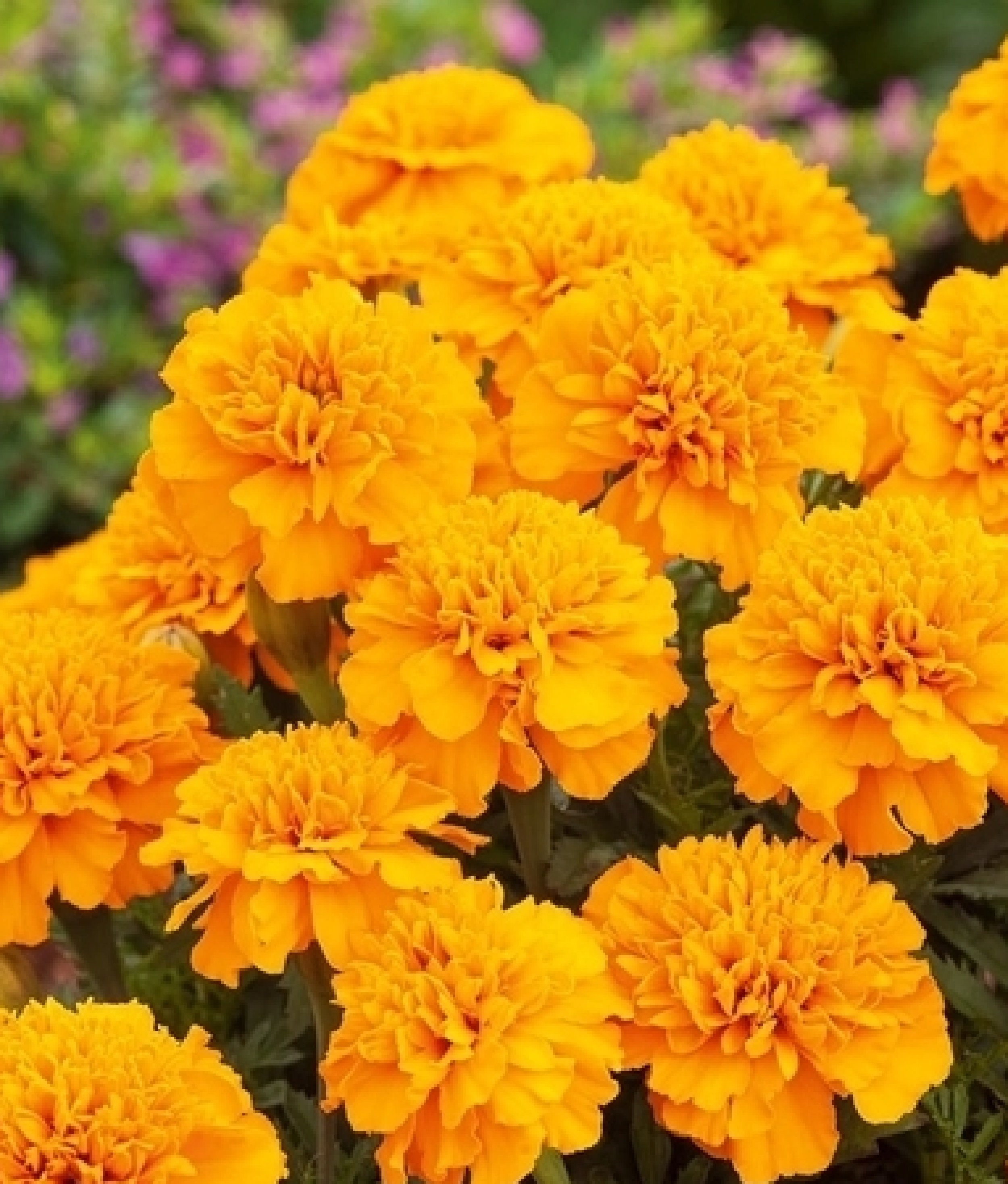 Marigold Moon Dispersé 150 Graines