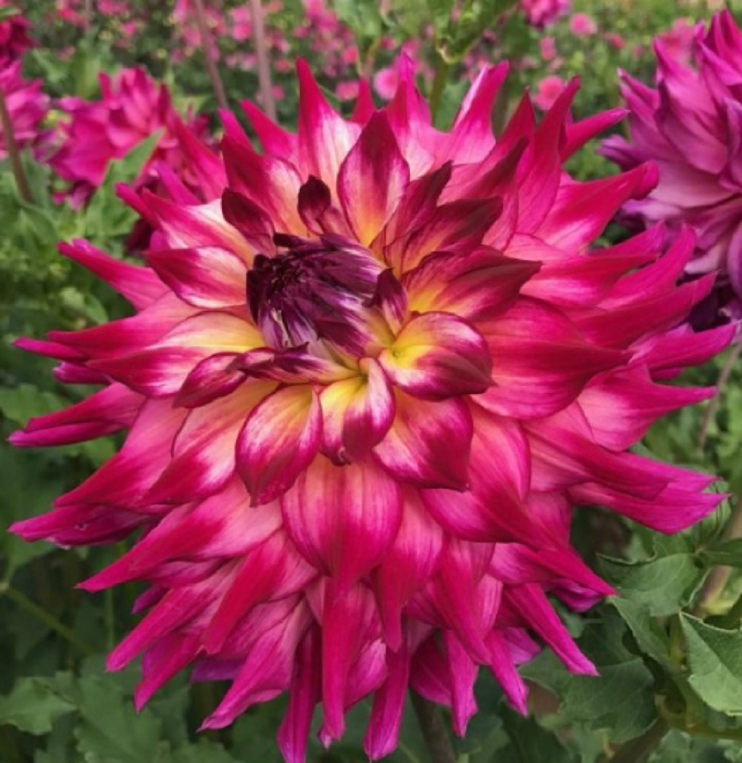 Dahlia Cactus Heaven' 60 Graines