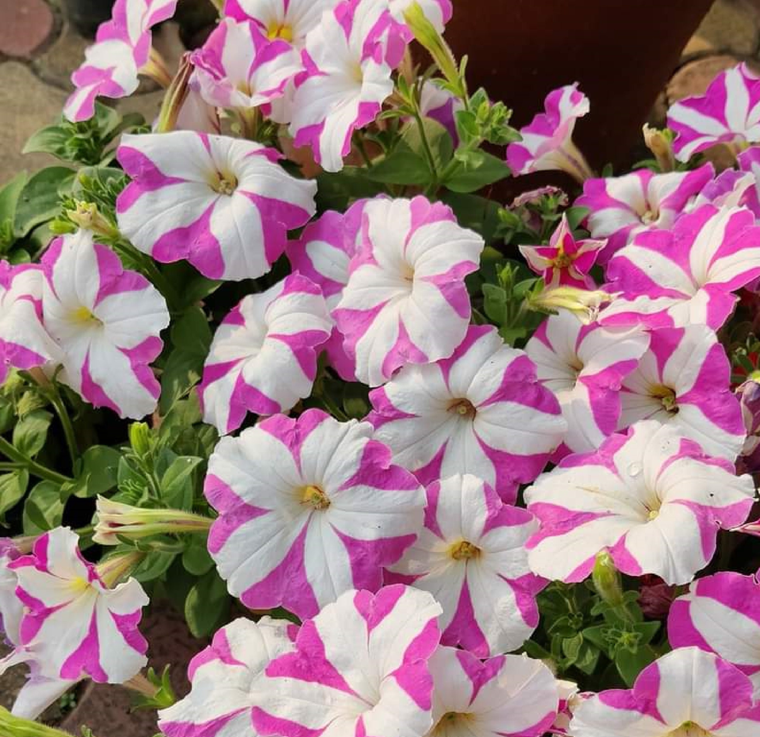 Pétunia Hybride Daisy 120 Graines