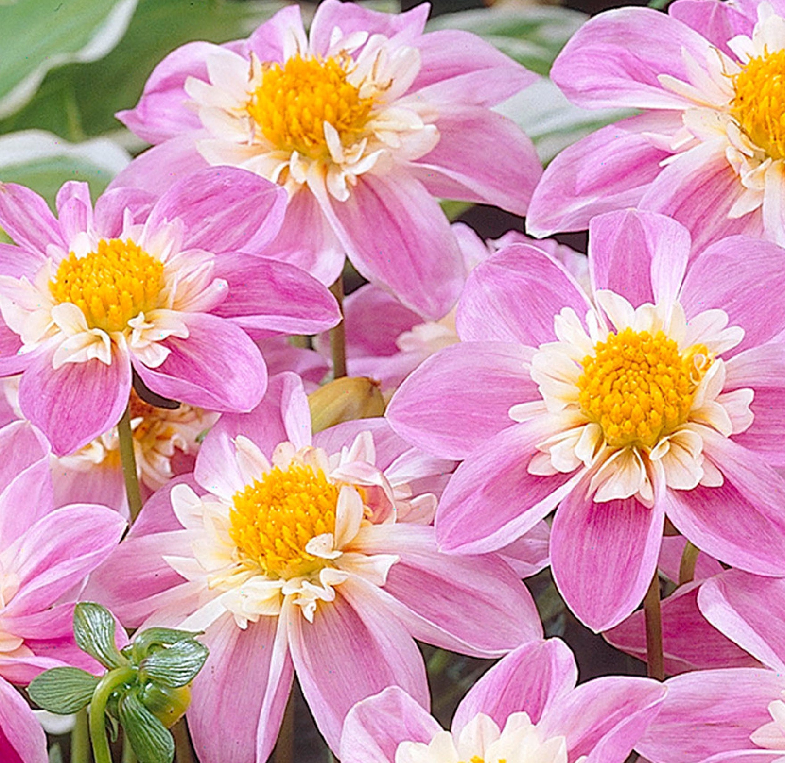 Dahlia Impression Famoso 60 Graines