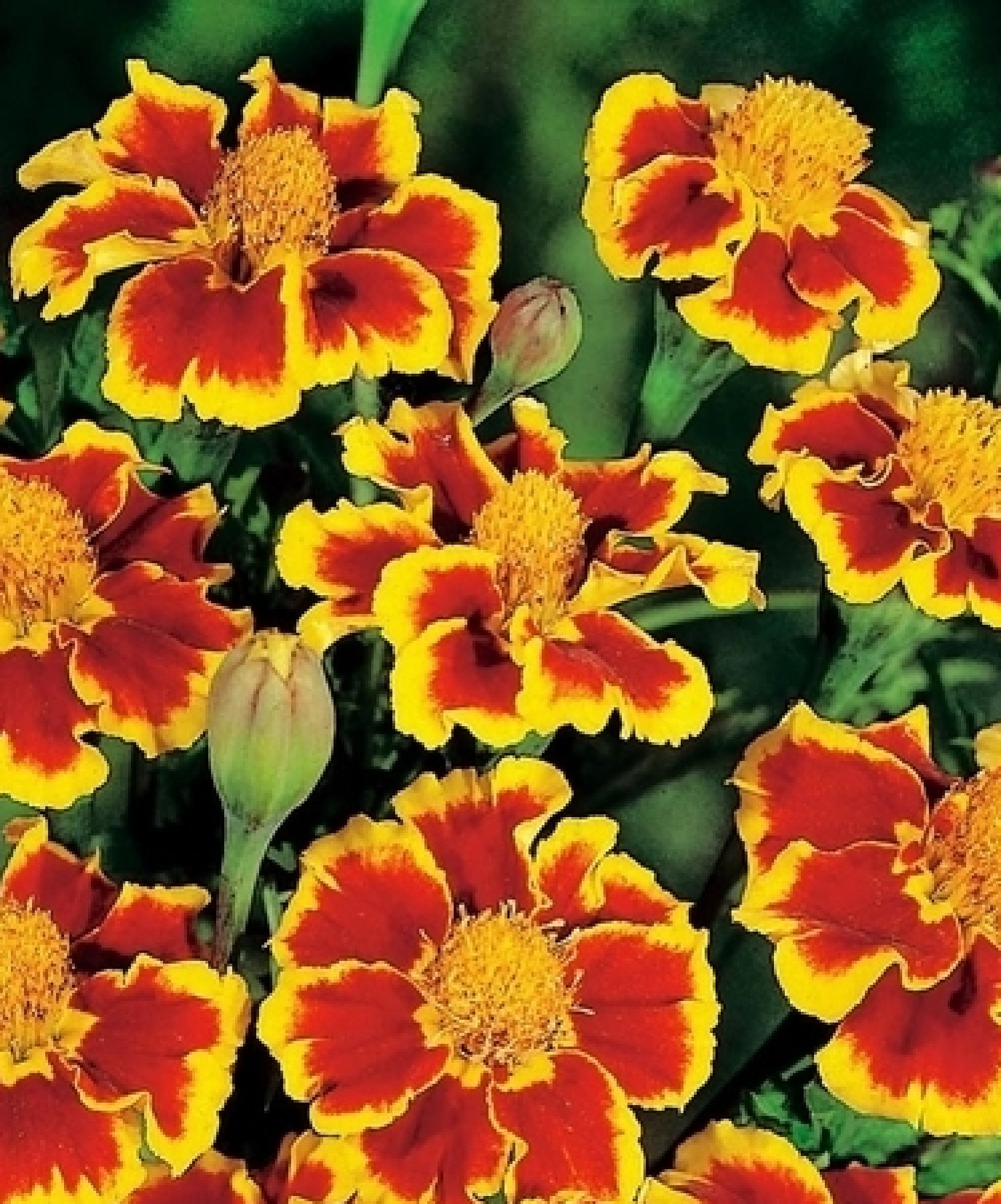 Marigold Marietta 150 Graines