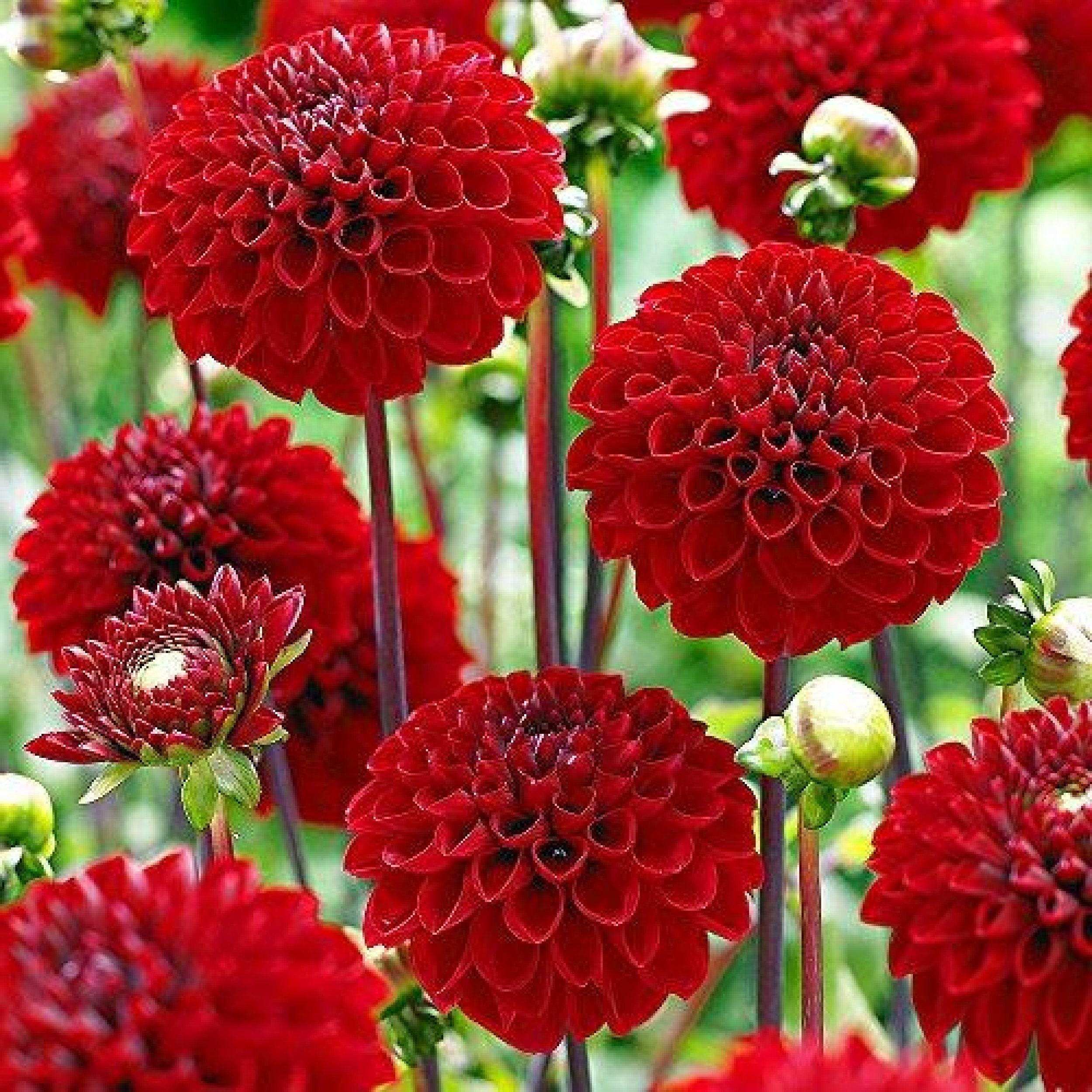 Dahlia Rococo Pompom 60 Graines