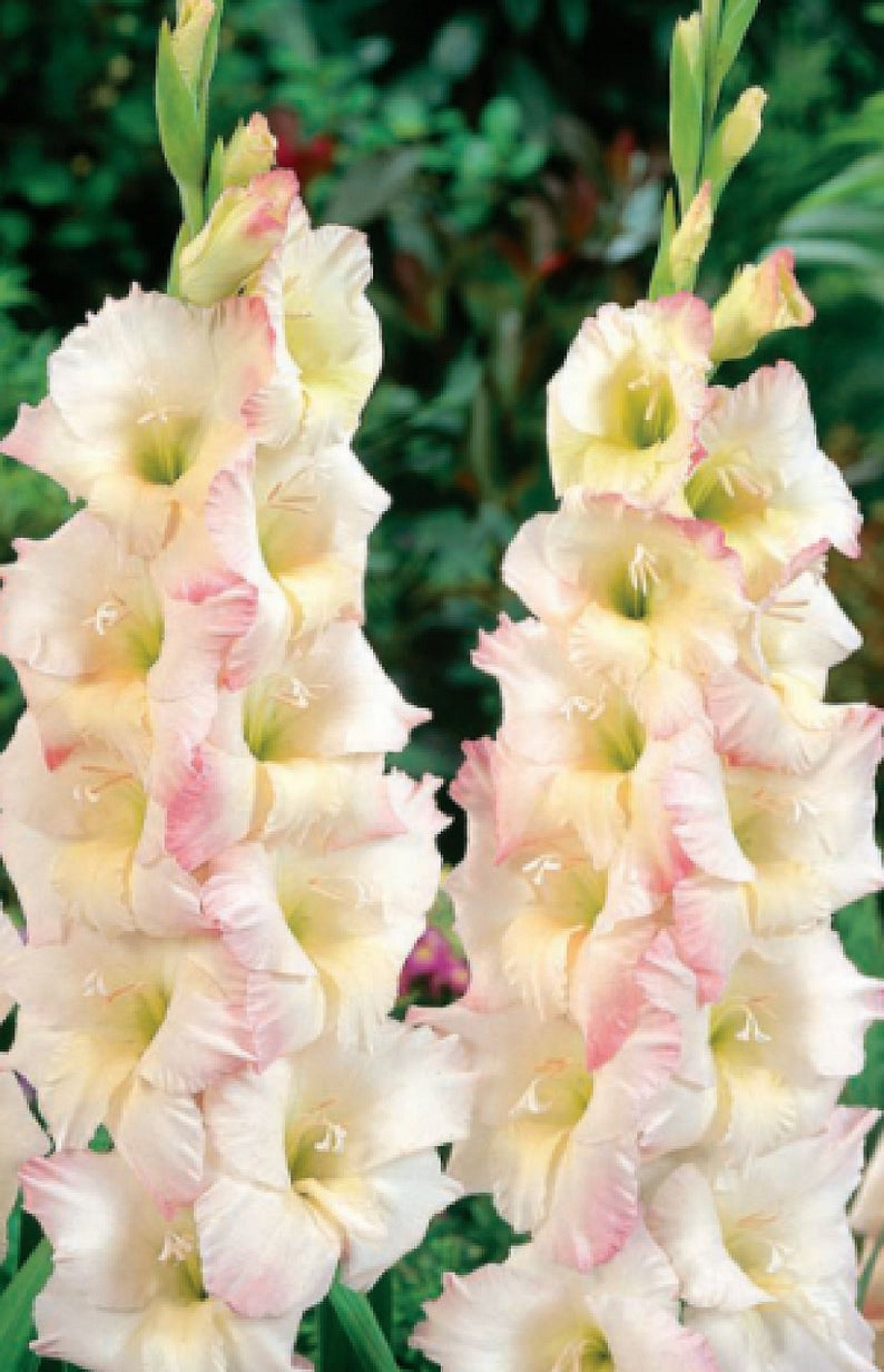 Gladiolus Orlando 3 Ampoules