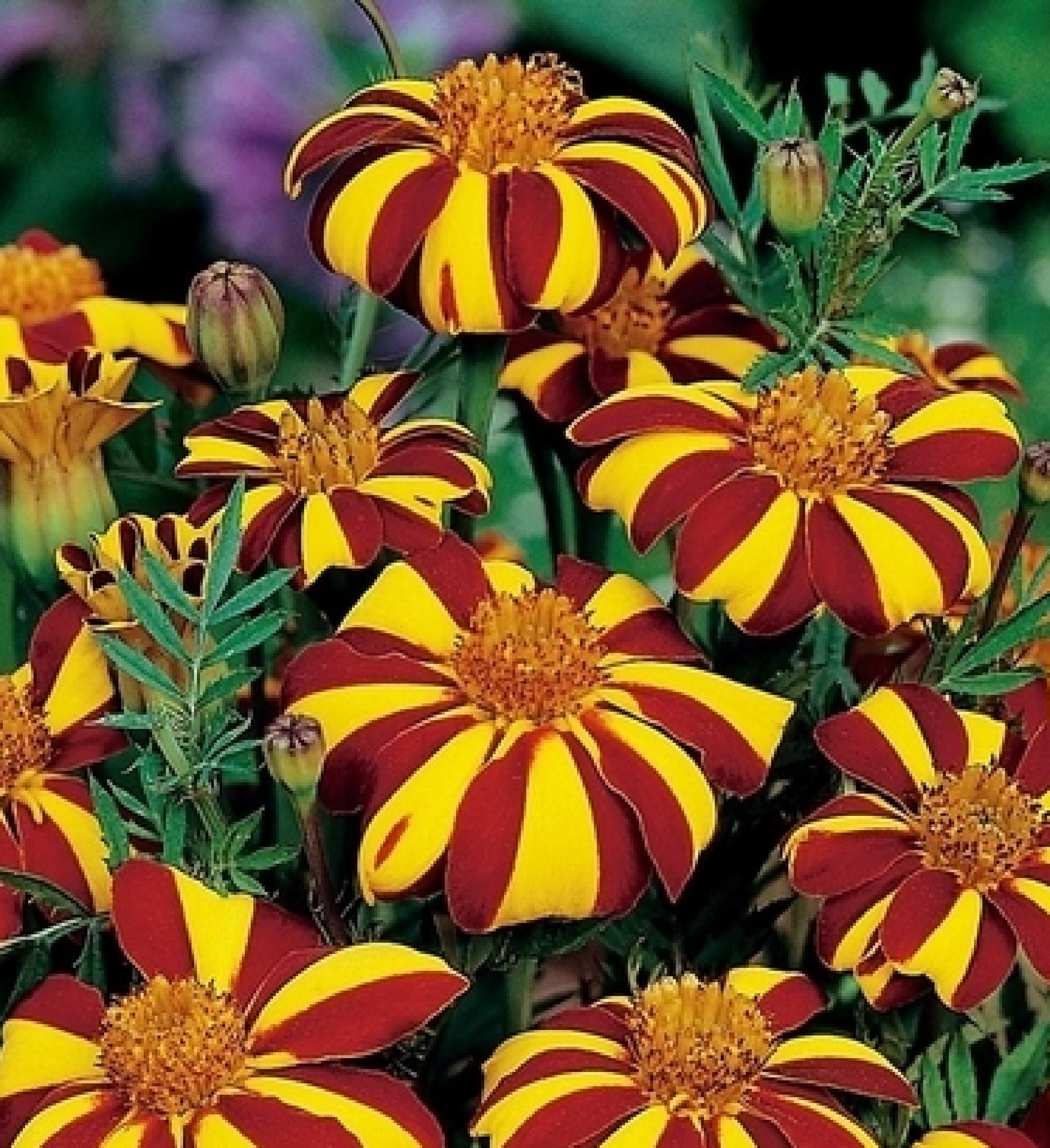 Marigold Court Jester 150 Graines