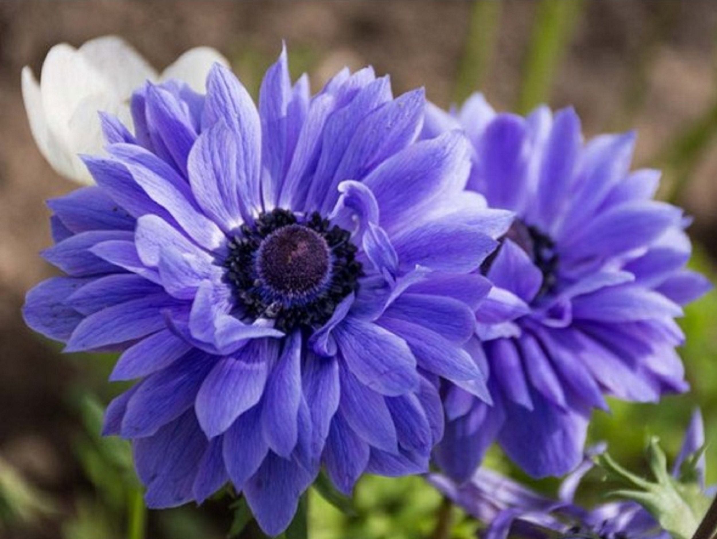 Anémone Double Blue Moon 5 Ampoules