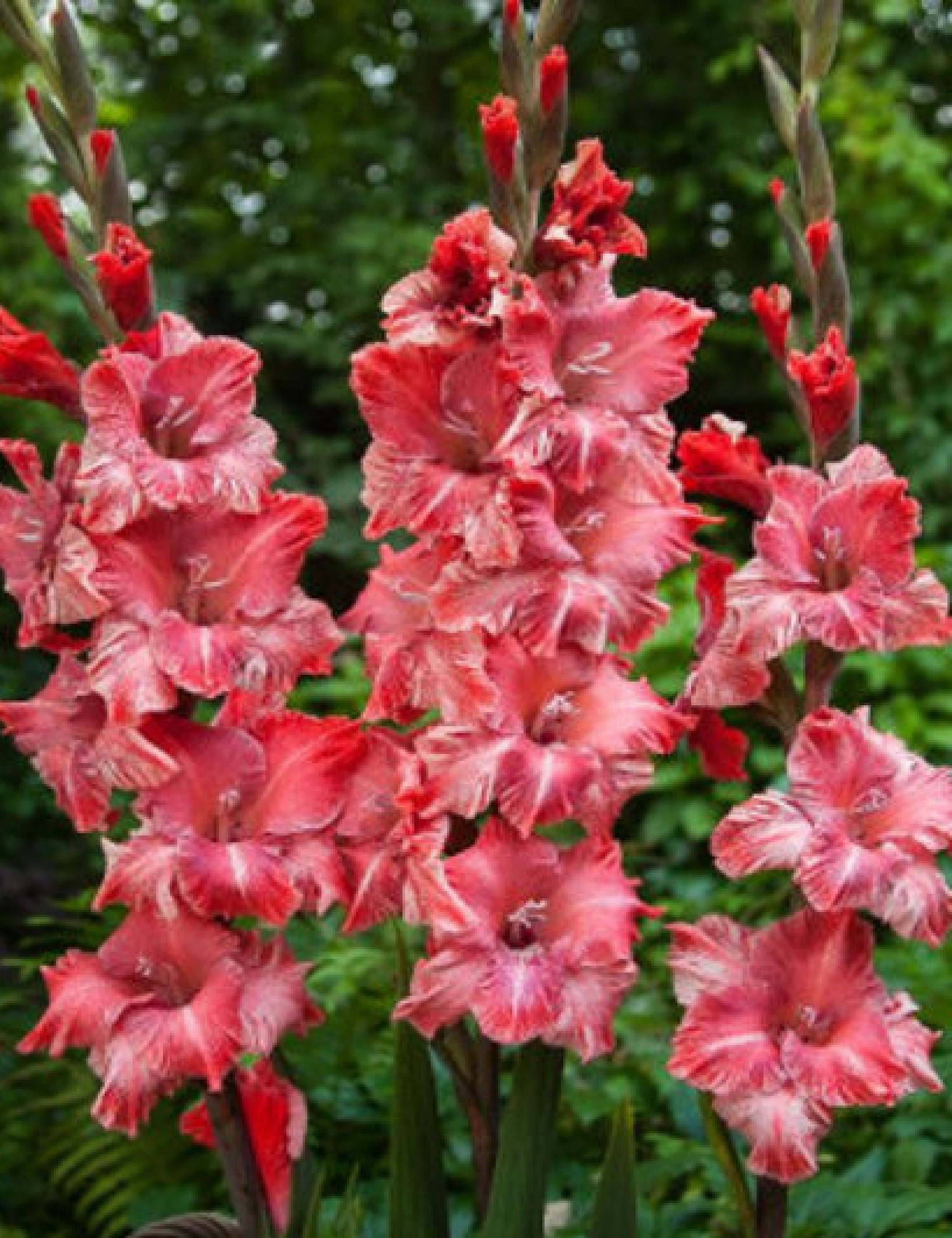 Gladiolus Frizzle Dream 4 Ampoules