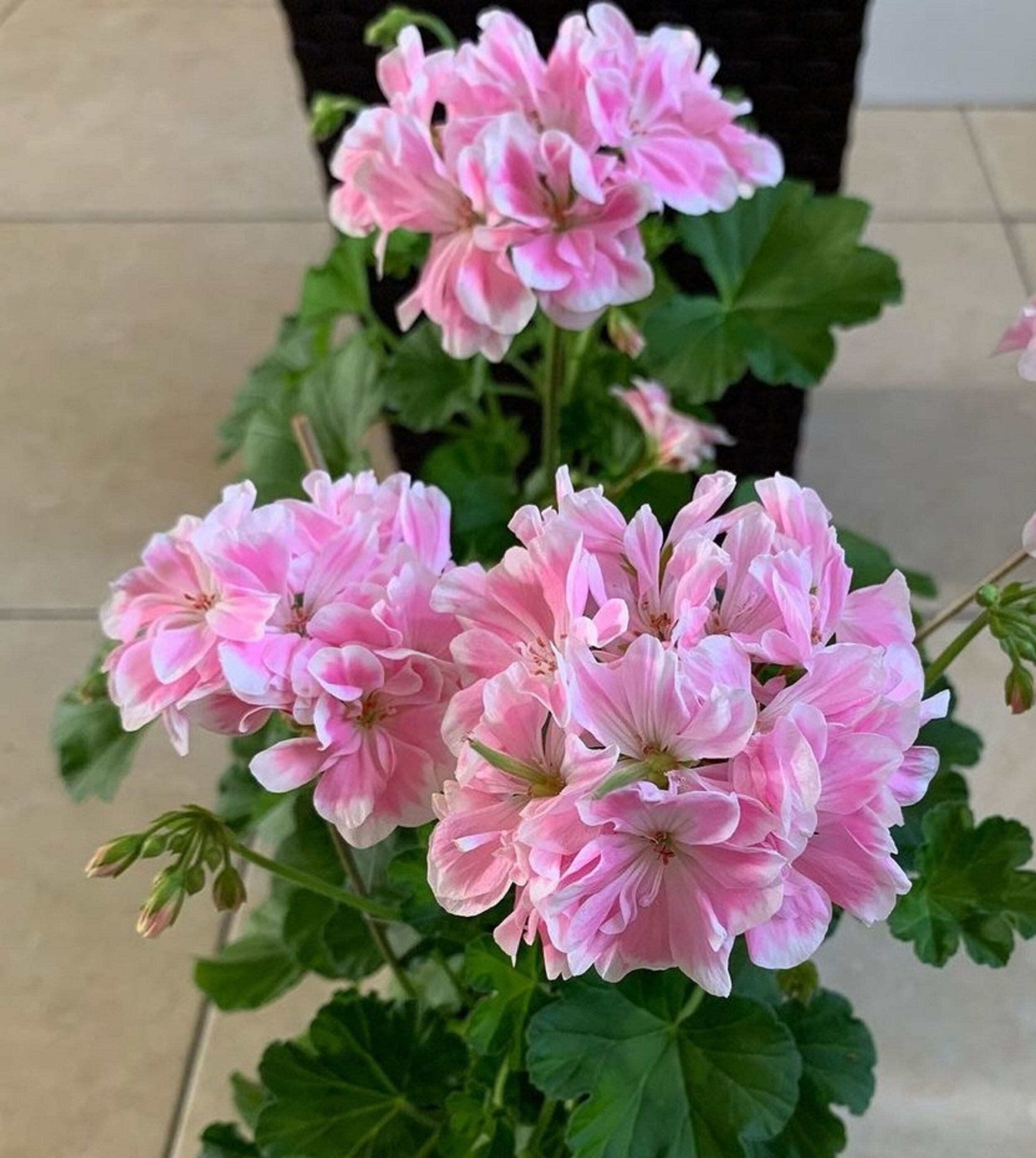 Geranium ' Amazing Hawaii ' 15 Seeds Etsy