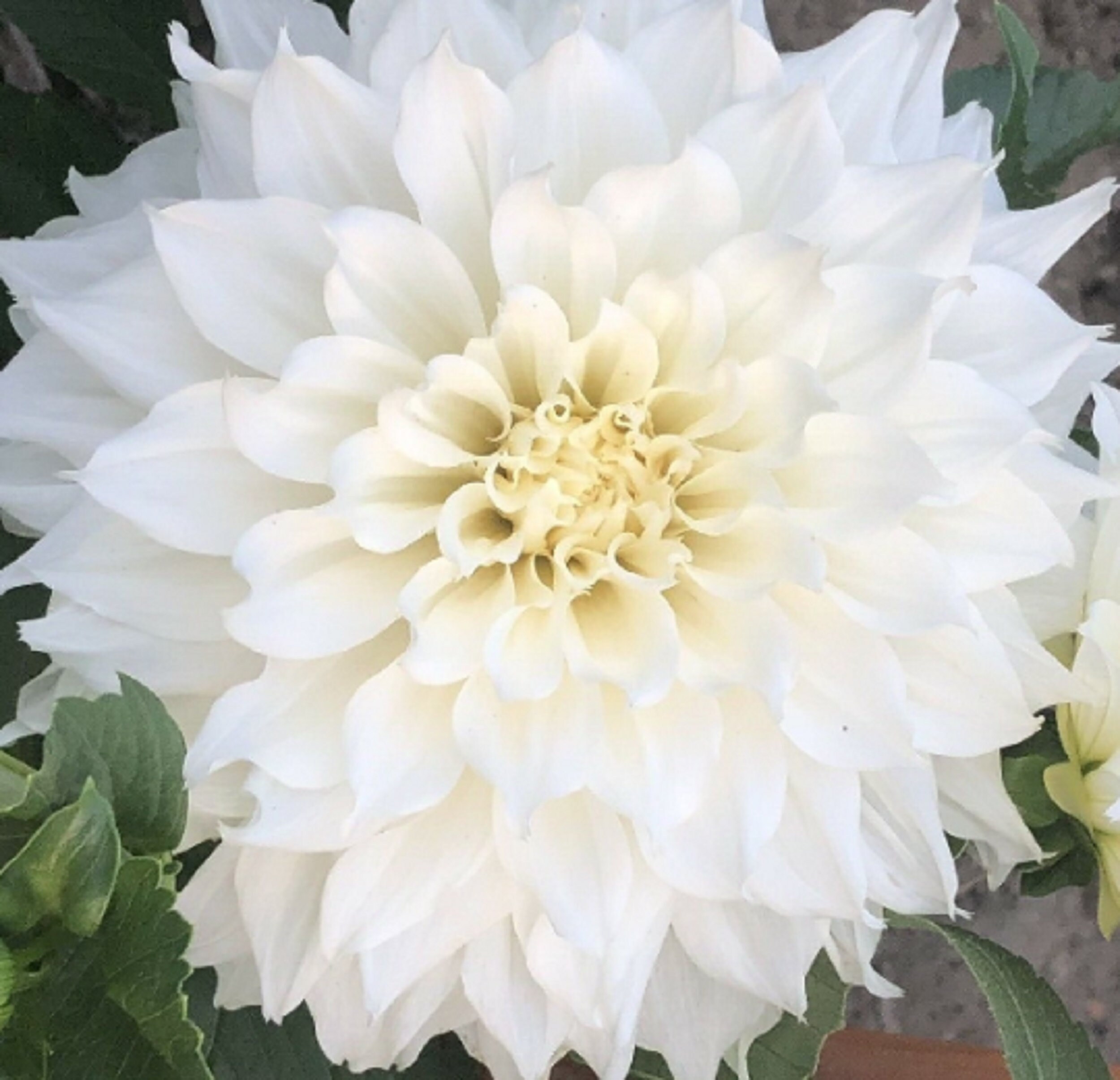 Dahlia Cactus White Star' 60 Graines