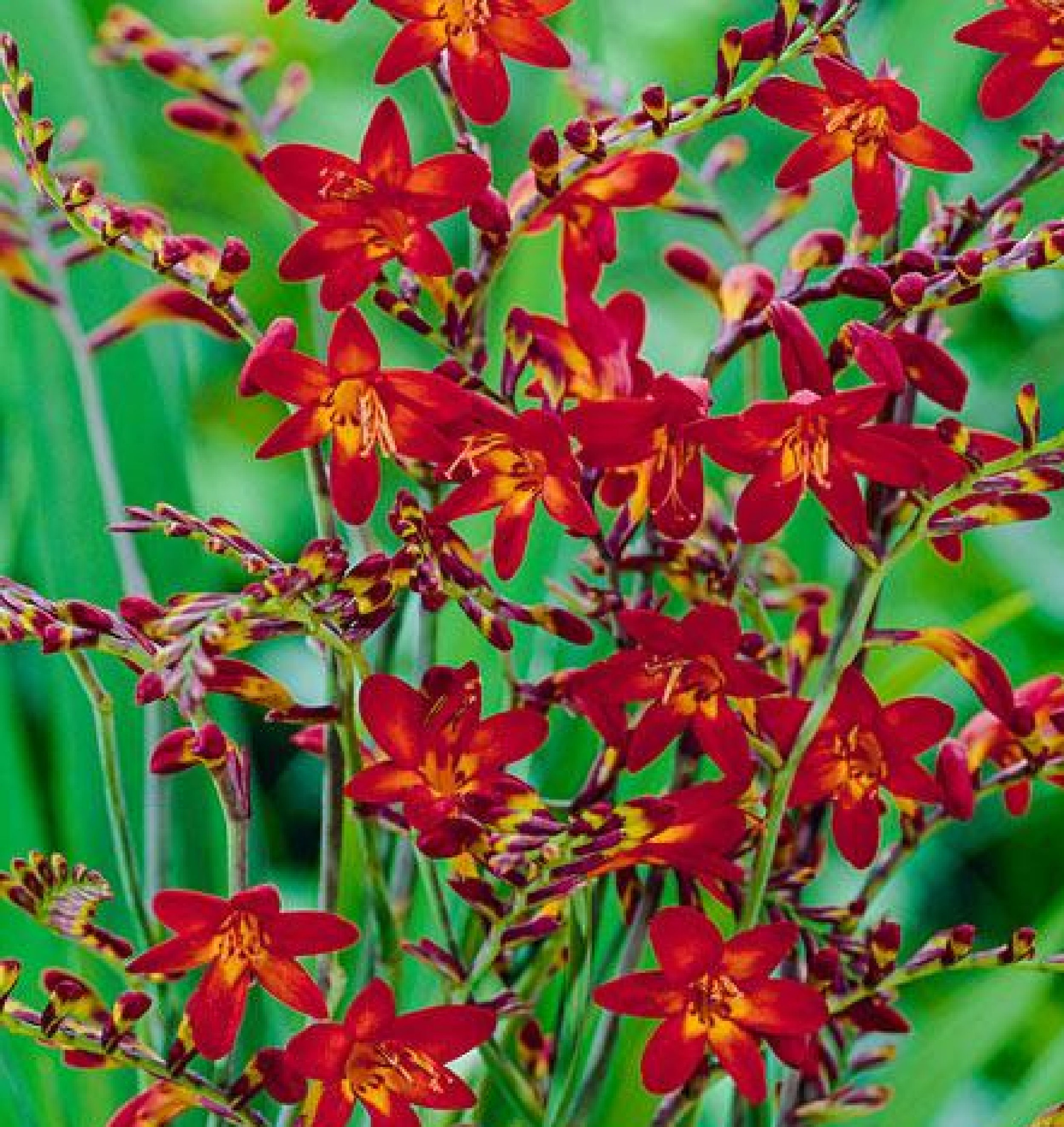 Crocosmia Tower' 5 Ampoules