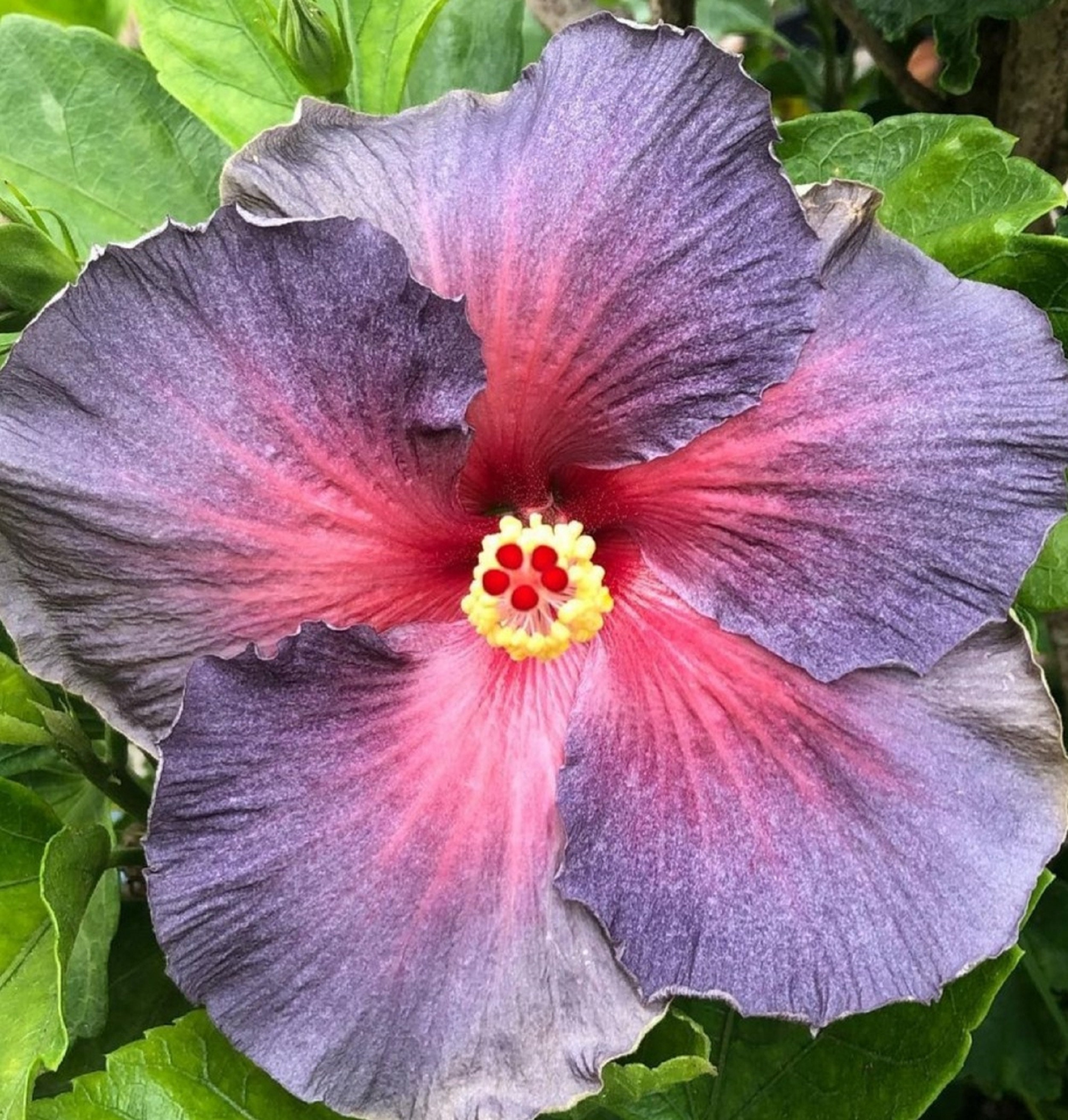 Hibiscus Hybride Lilly 60 Graines