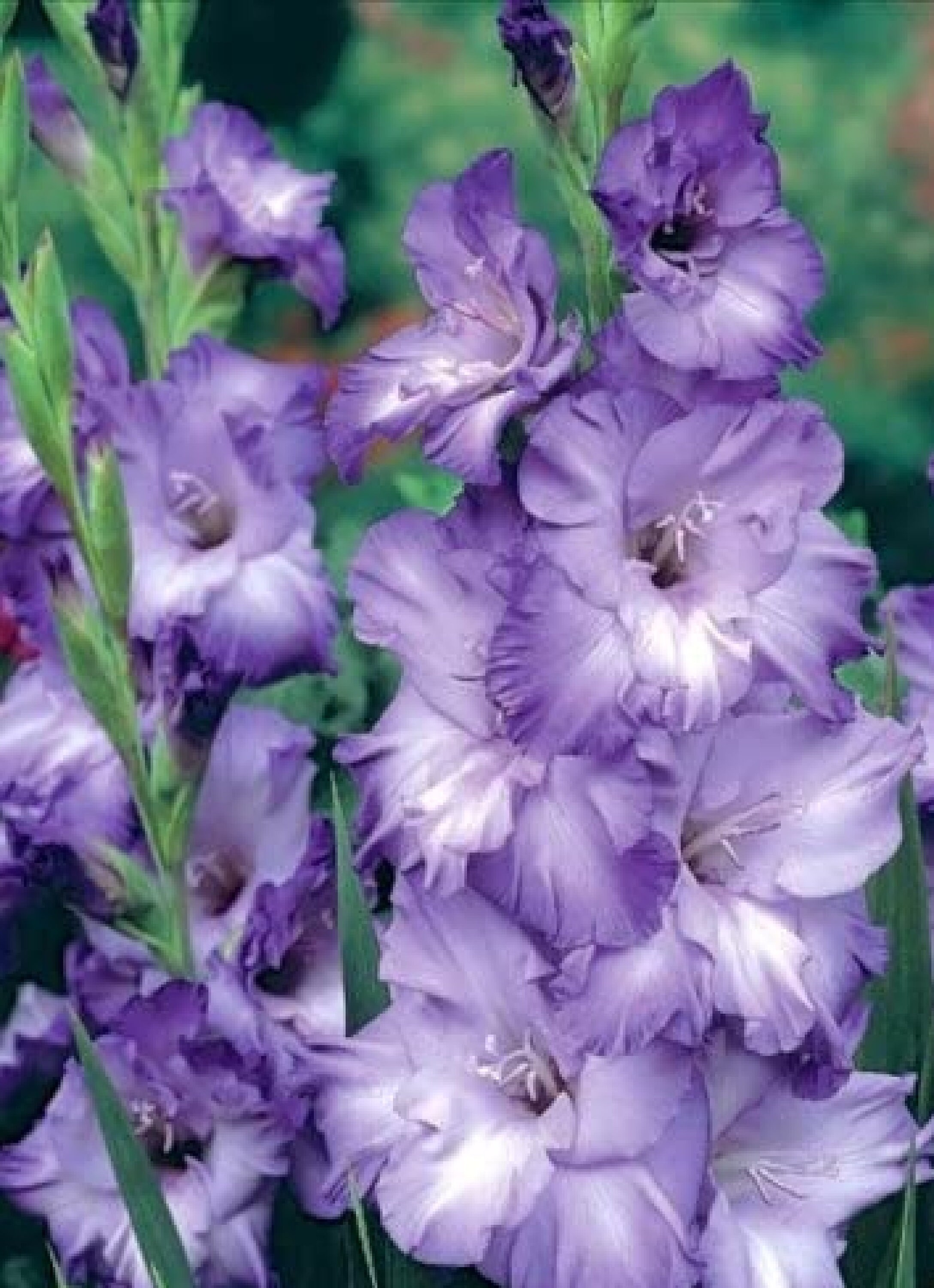 Gladiolus Blue Moon 4 Ampoules