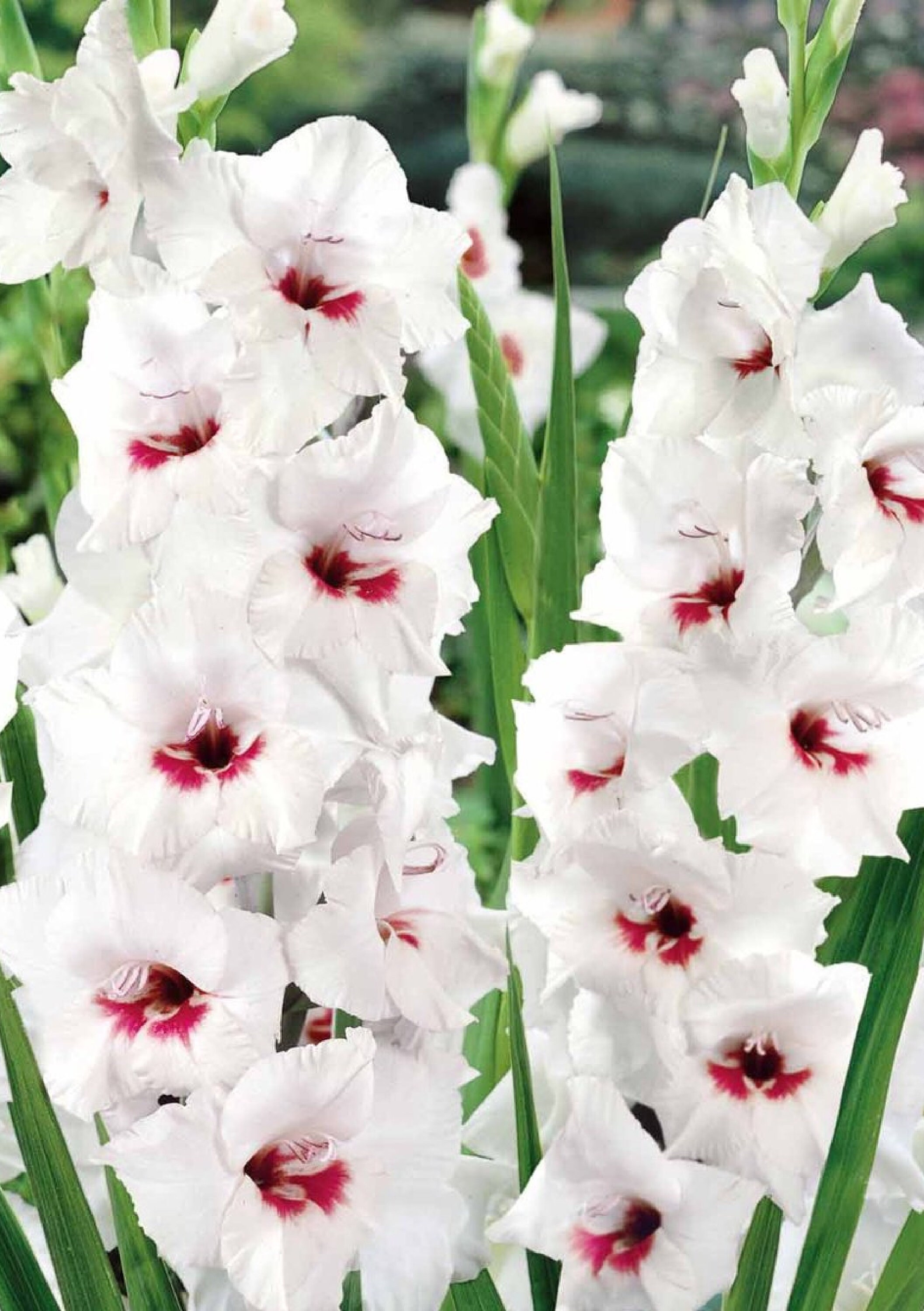 Gladiolus Fiorentina 4 Ampoules