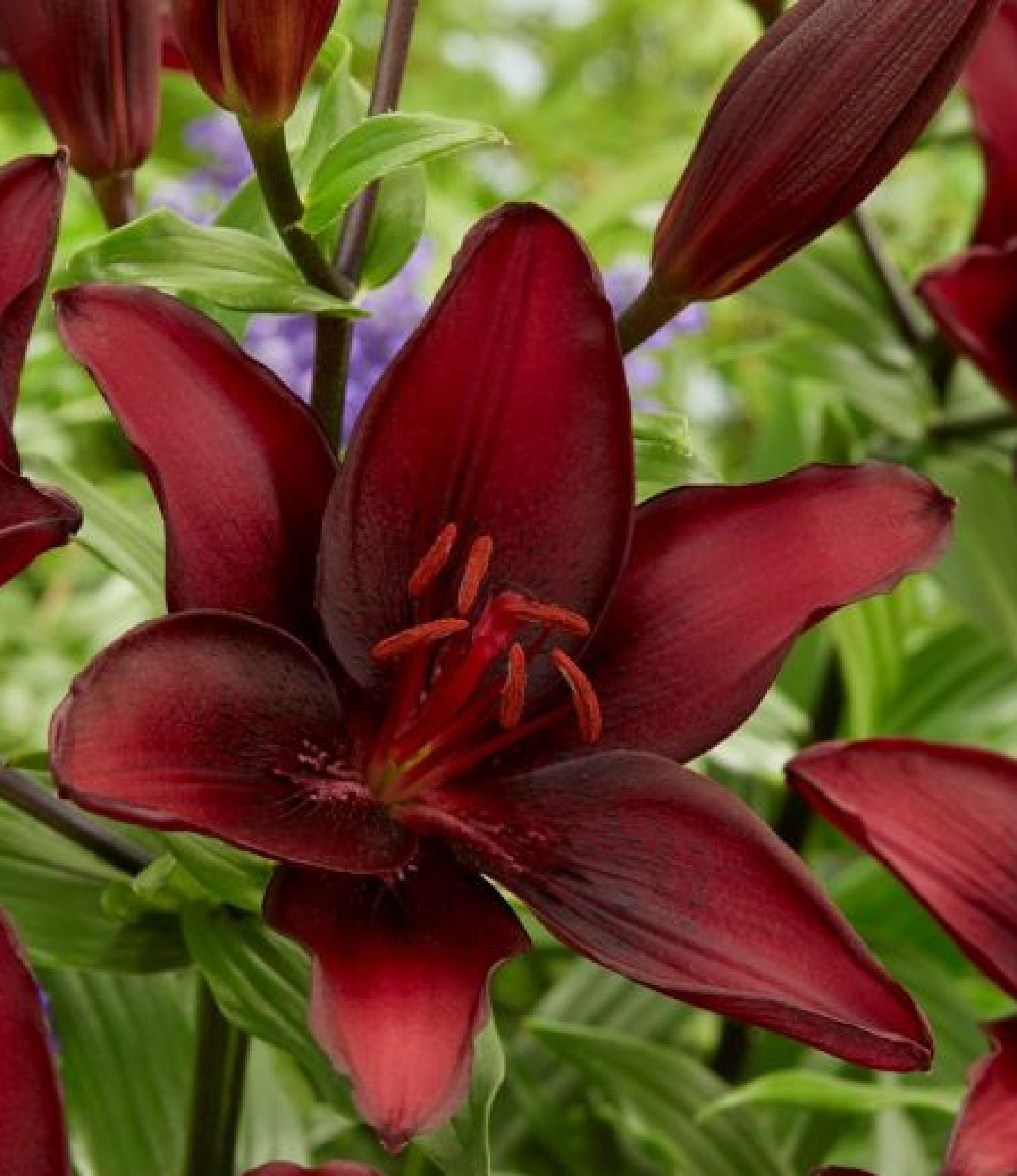 Lilium Mascara 20 Graines