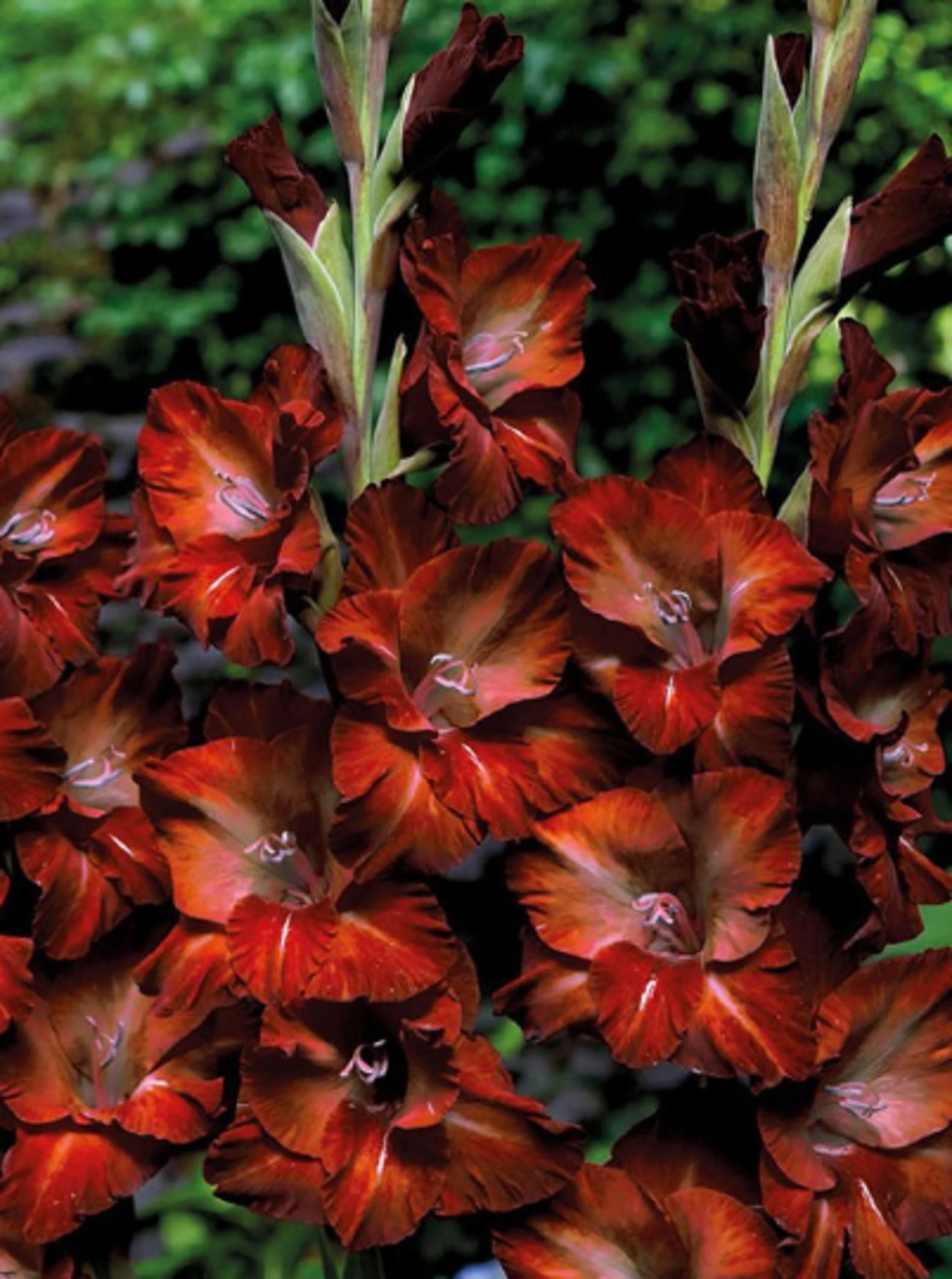 Gladiolus Azurro 15 Graines