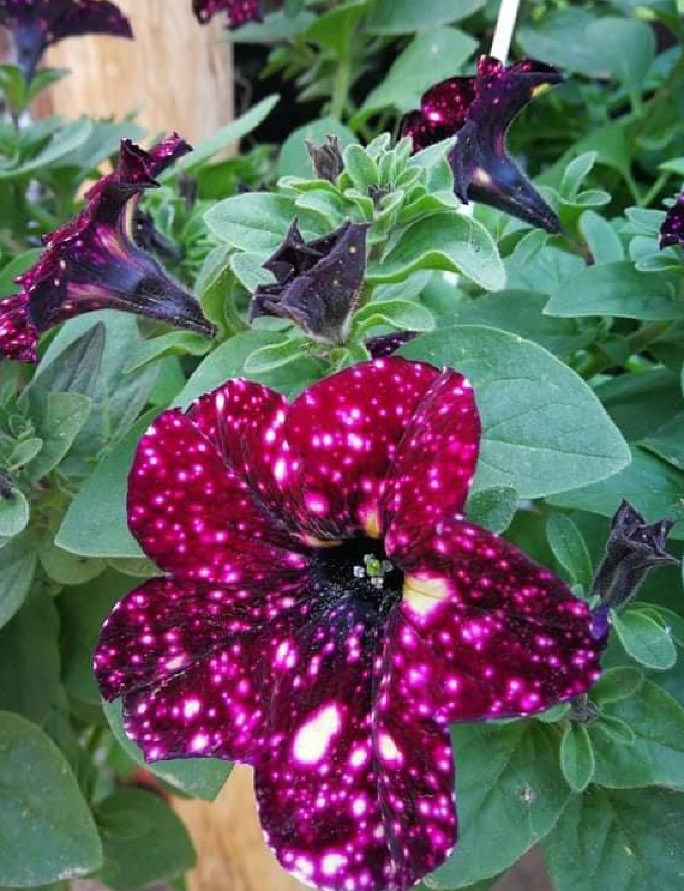 Petunia Hybride Night Red 120 Graines