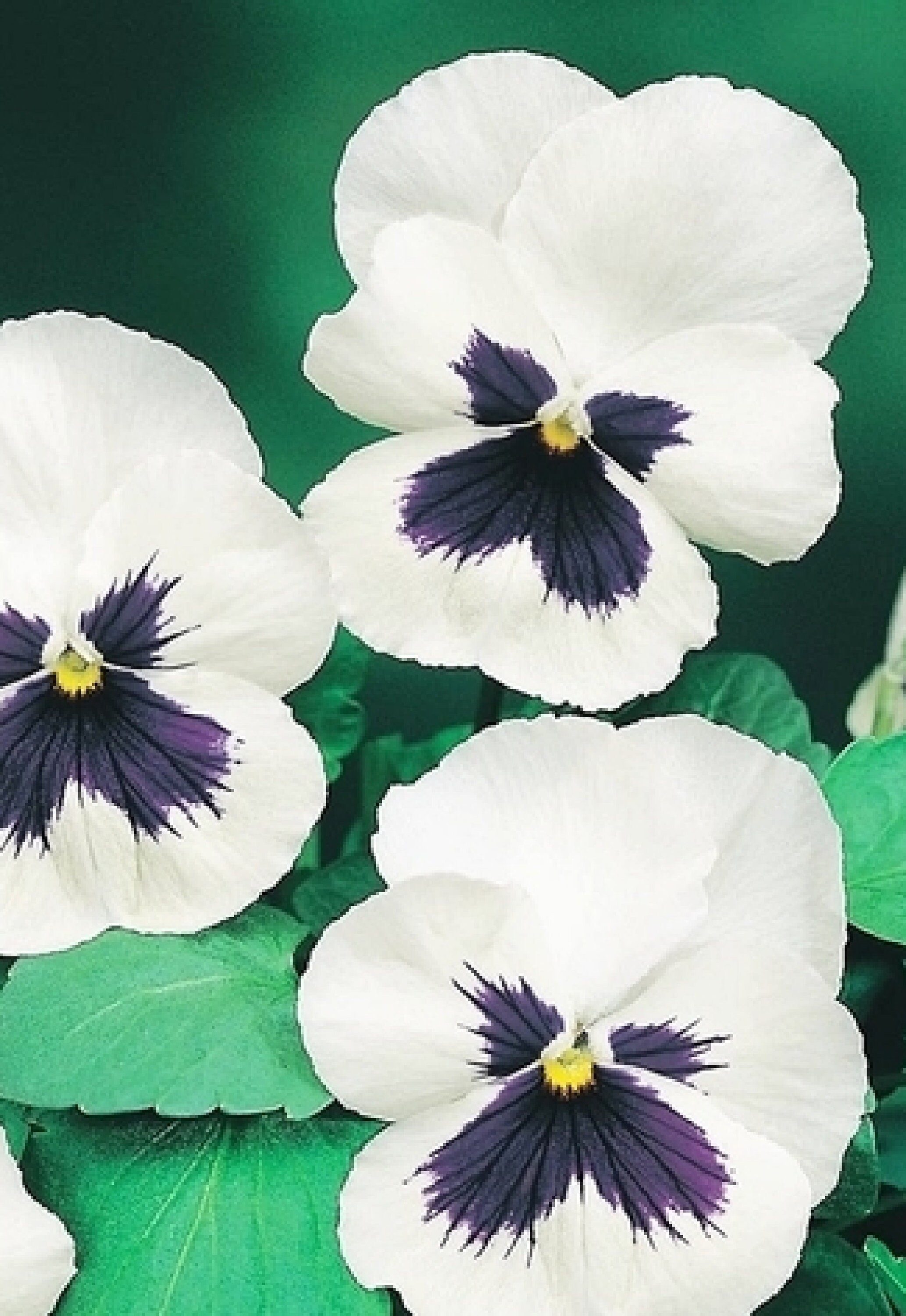 Pansy Blanc avec Un Spot 80 Graines