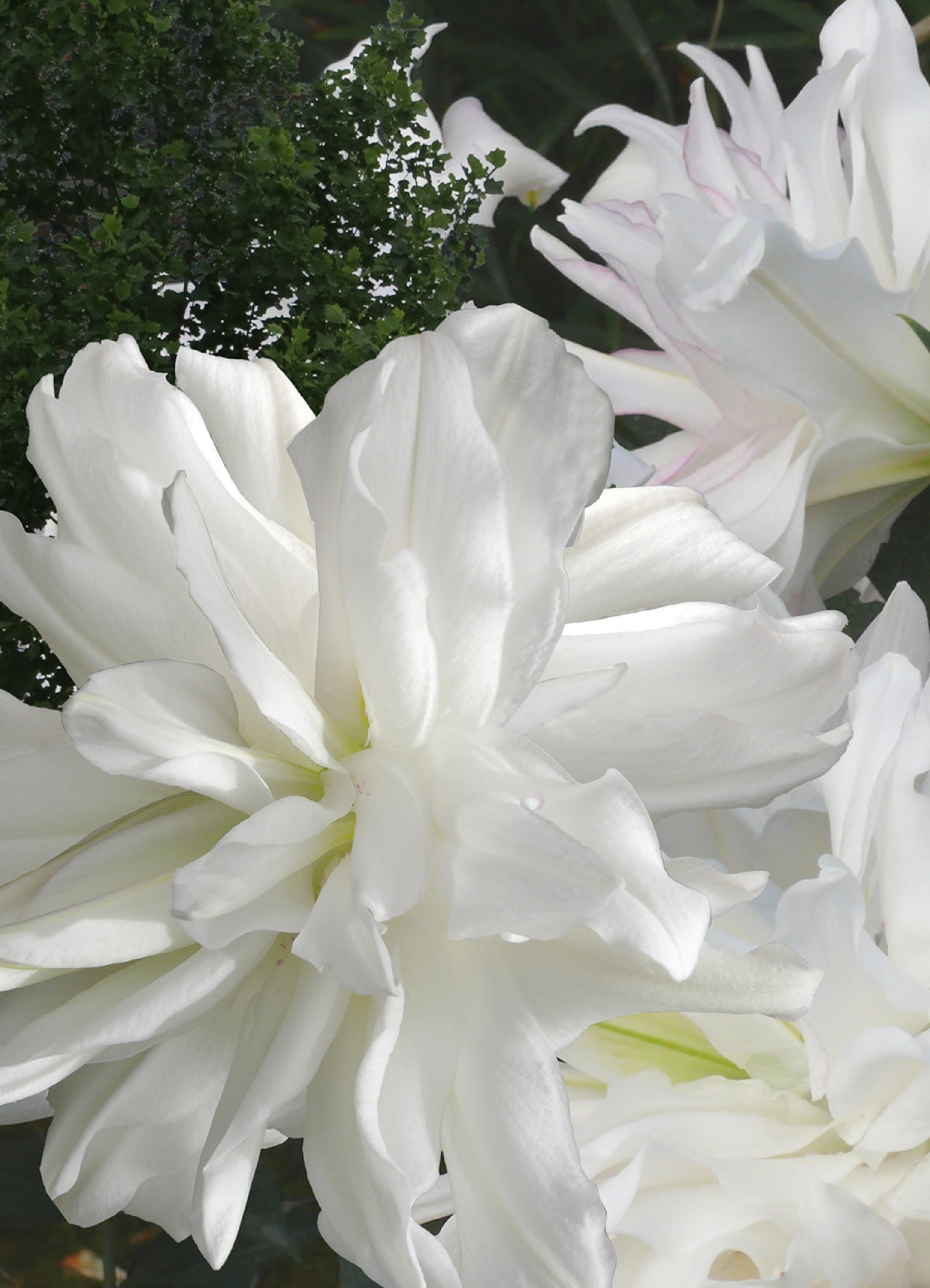 Lilium Lotus Pure 20 Graines