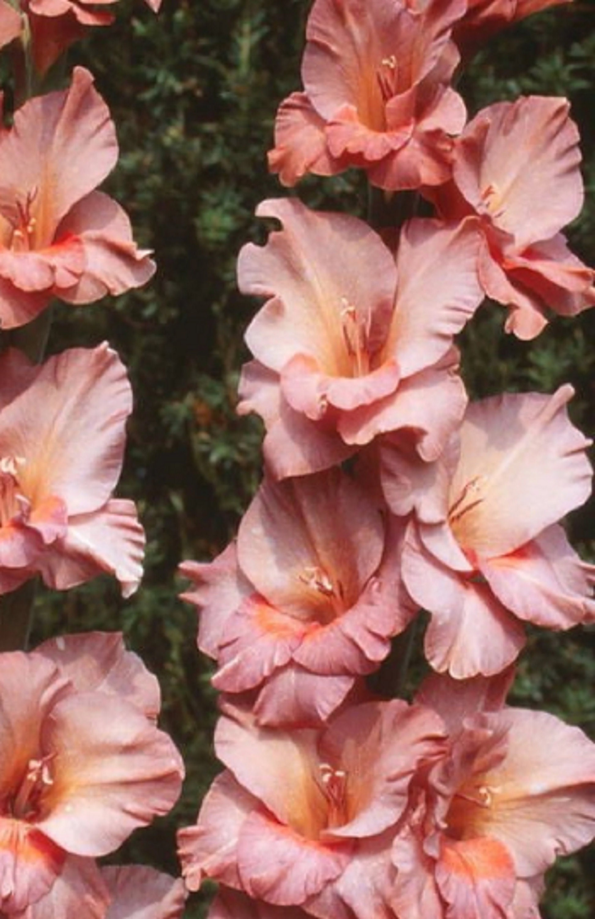 Gladiolus Nova 15 Graines