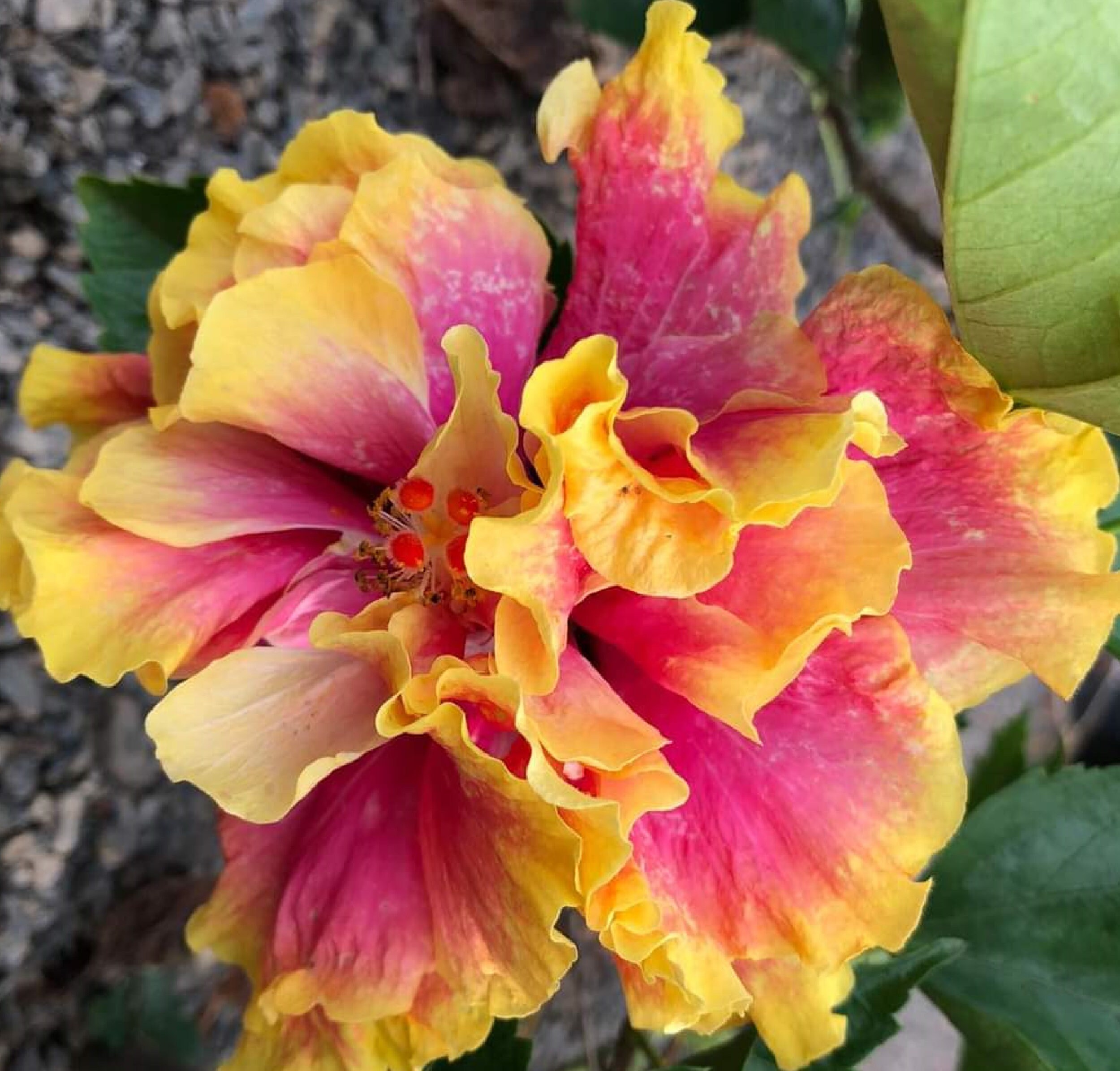 Hibiscus Hybride Rainbow 60 Graines