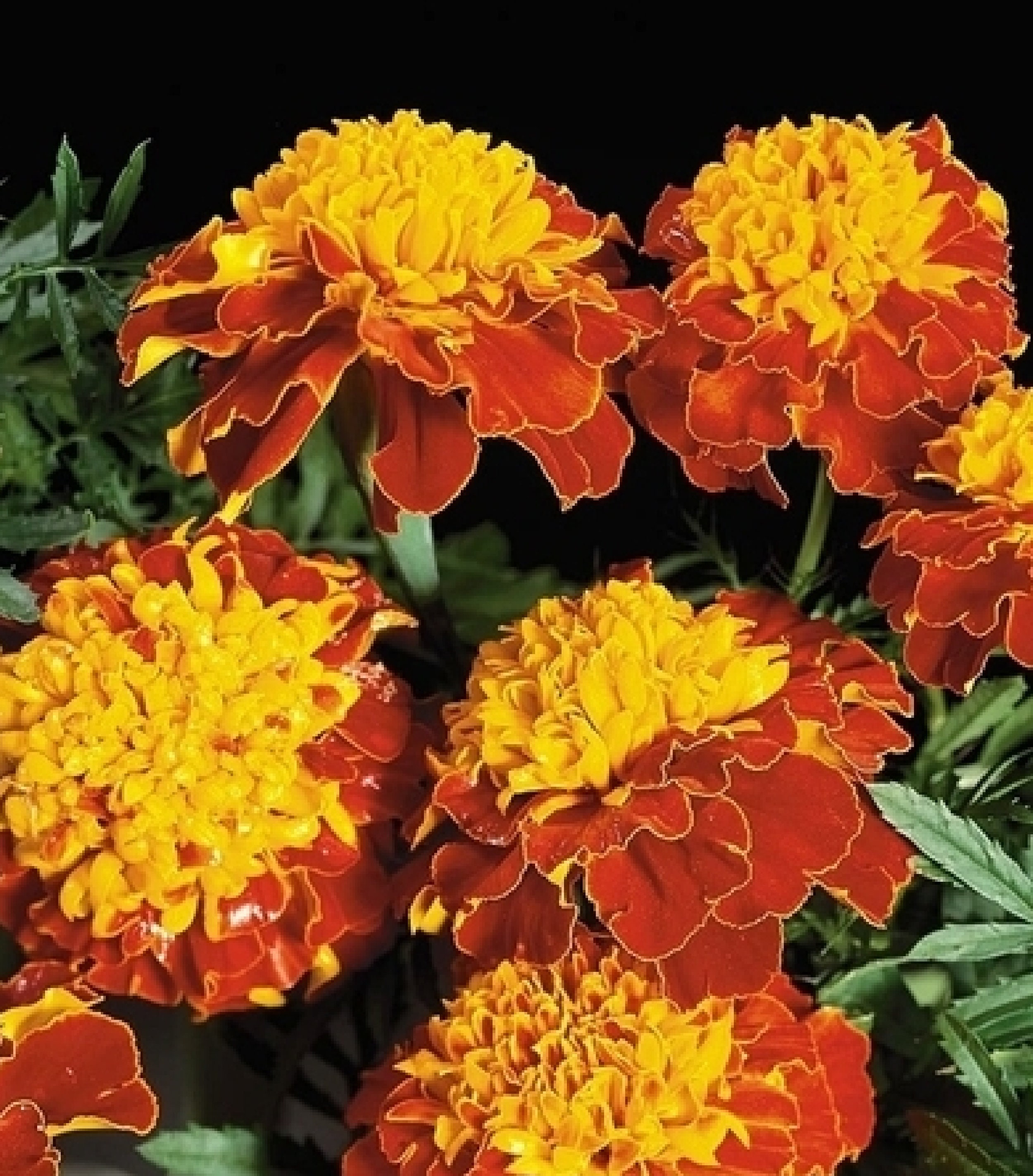 Marigold Orange Flame 150 Graines