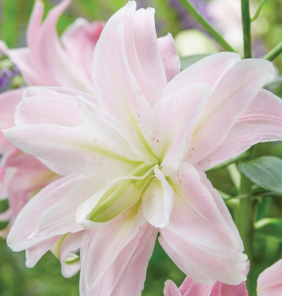 Лилия lotus queen