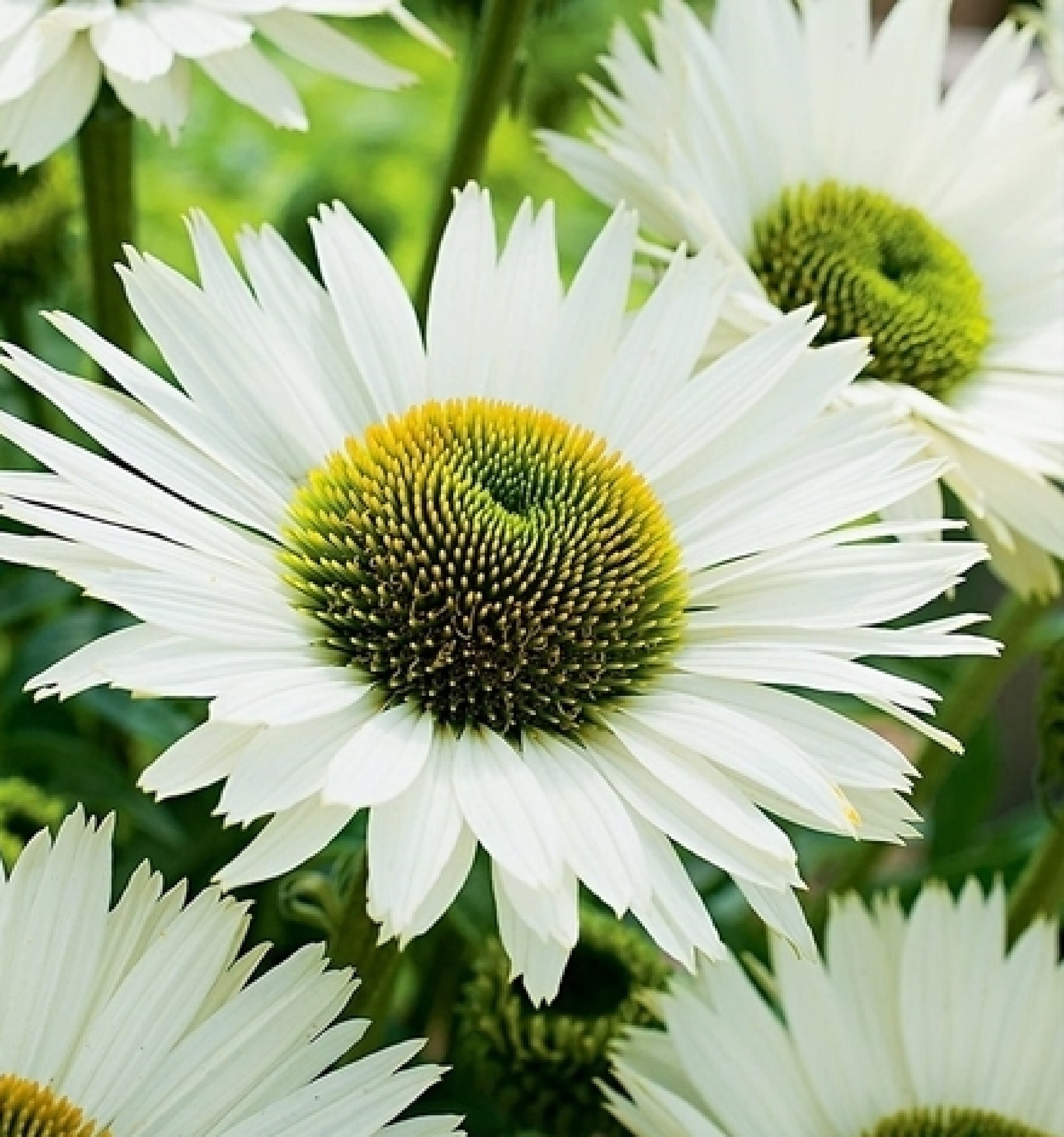 Echinacea White Swan 40 Graines