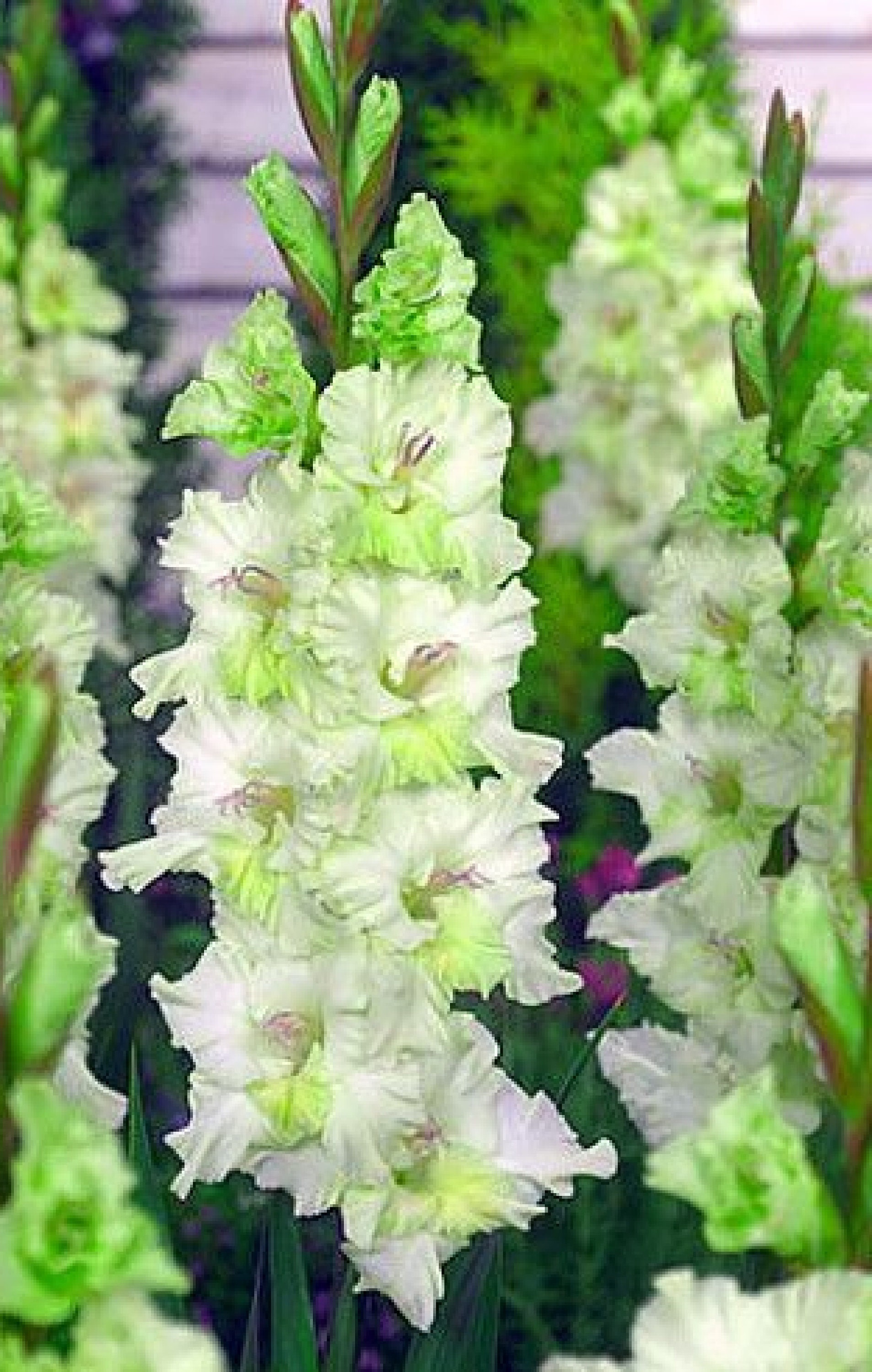 Glaïeul Pois Vert 4 Bulbes