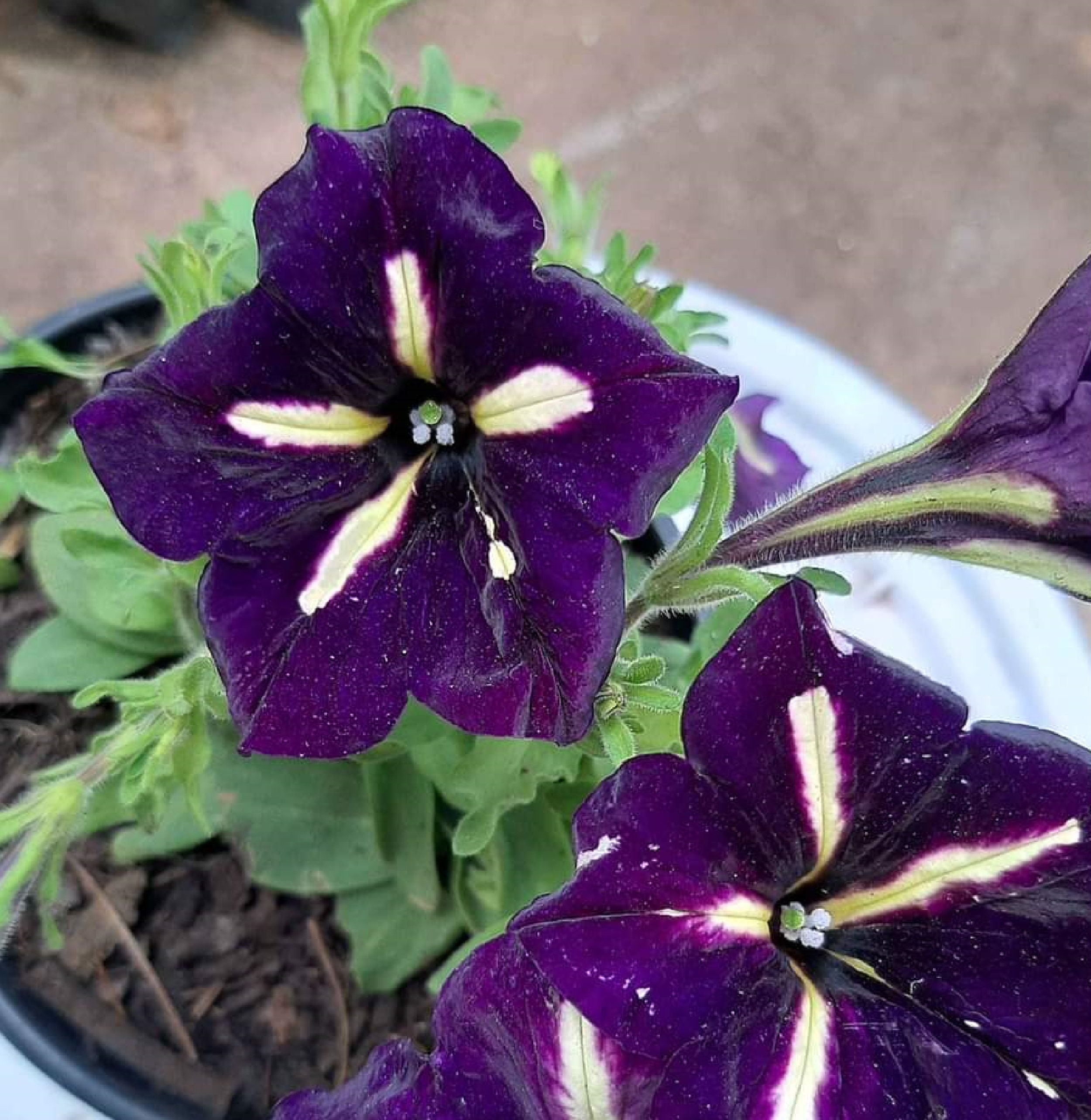 Pétunia Hybrid Purple Queen 120 Graines