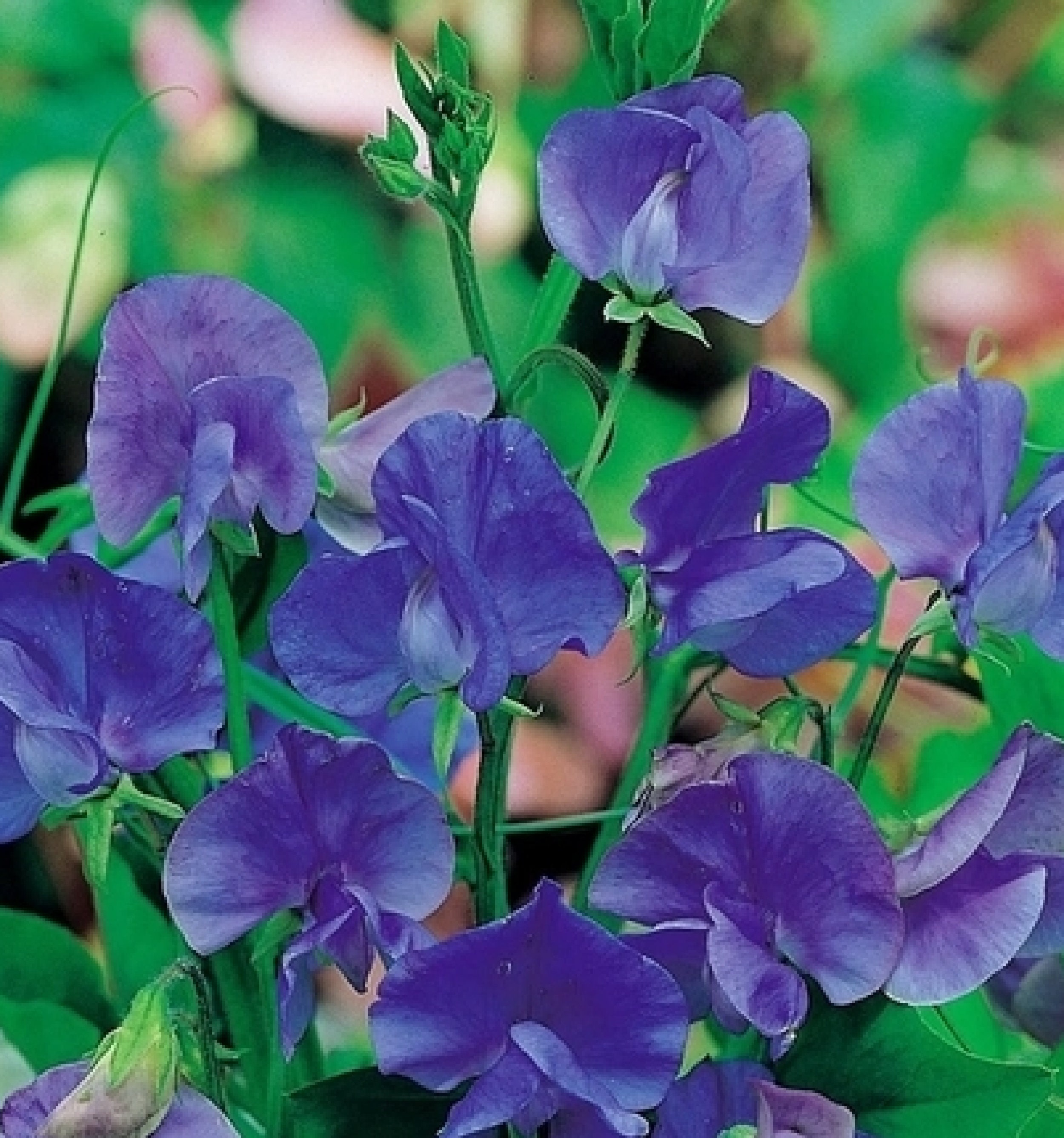 Pois Parfumés Bleu Marine 20 Graines