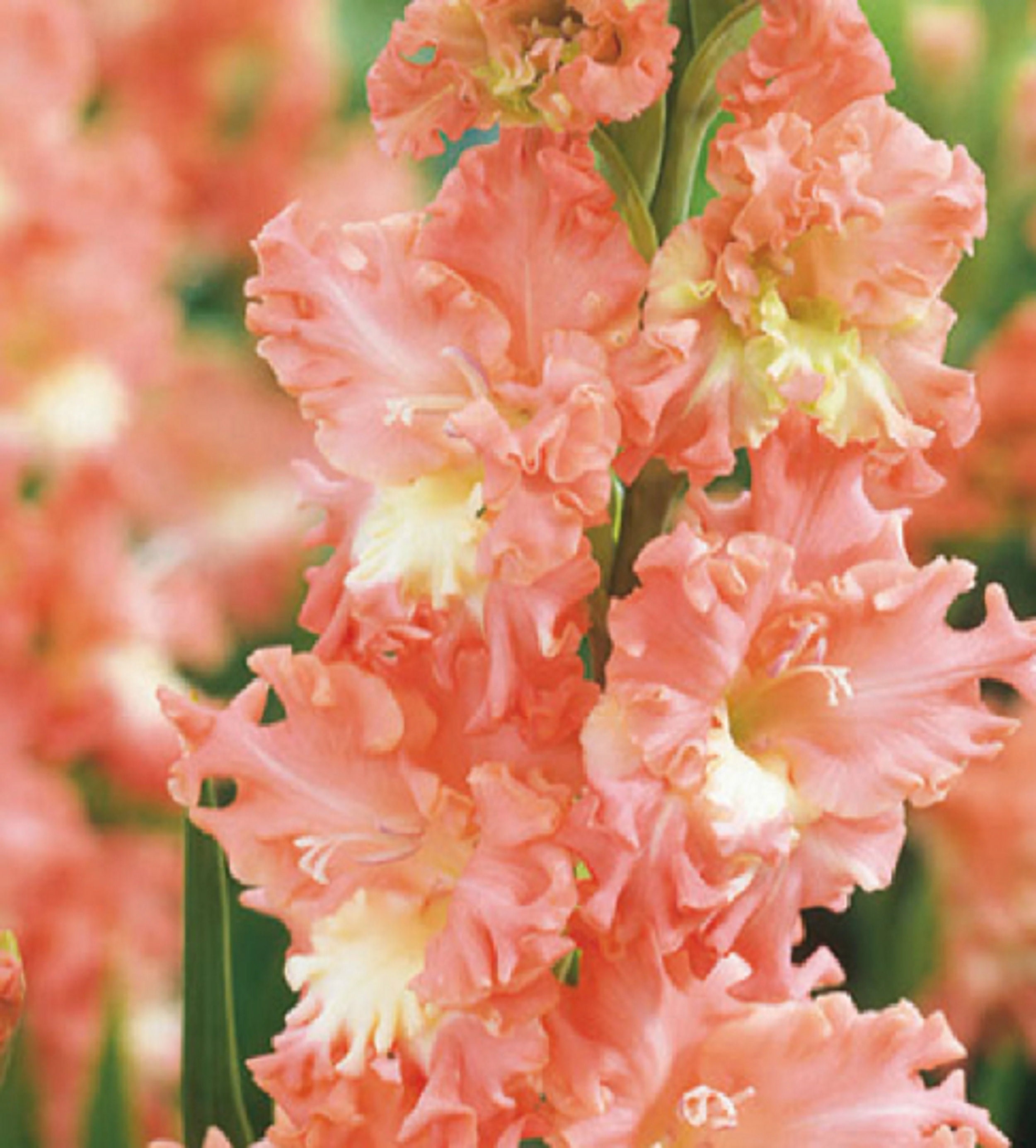 Gladiolus Crispy Ruffle 15 Graines