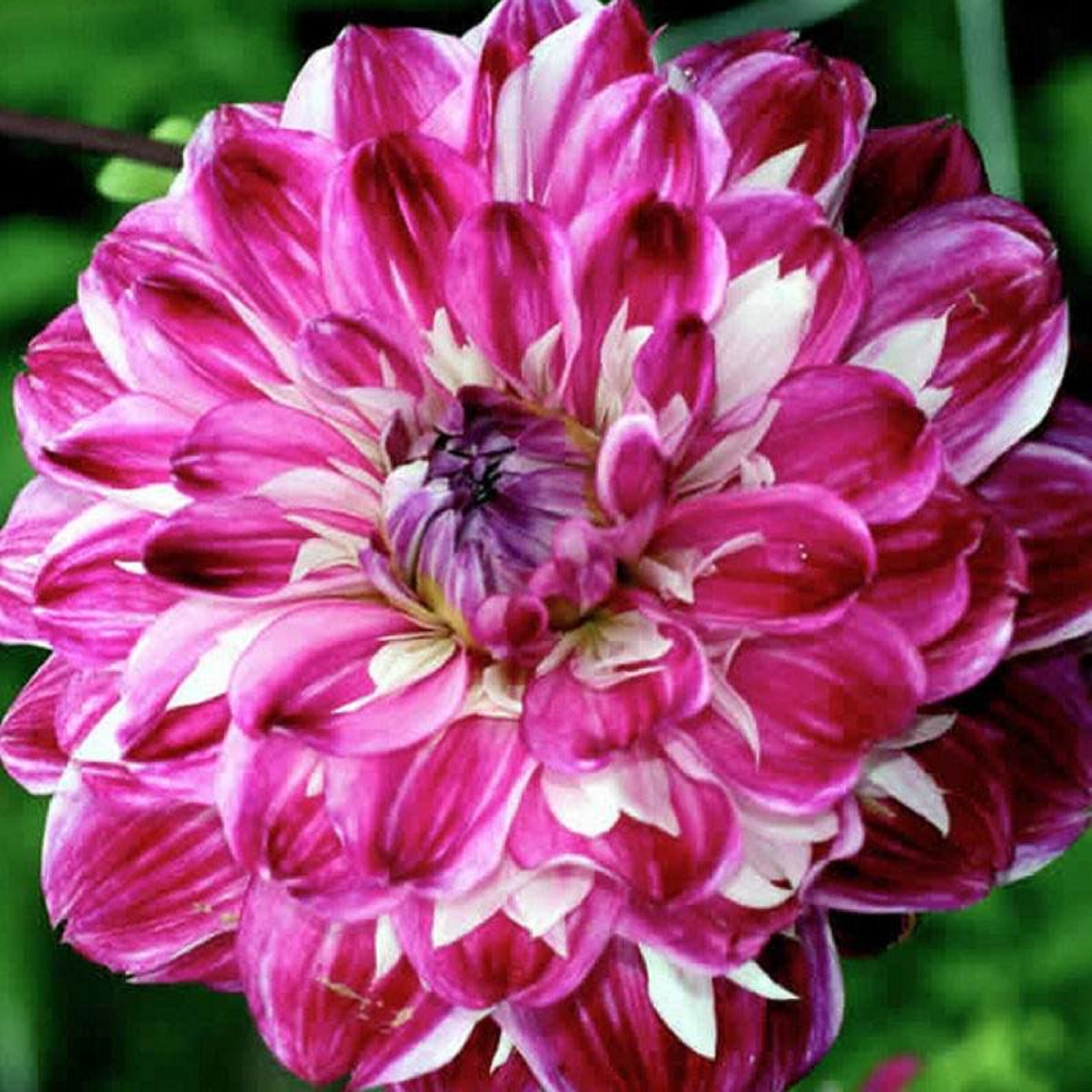 Dahlia Optic Illusion' 60 Graines
