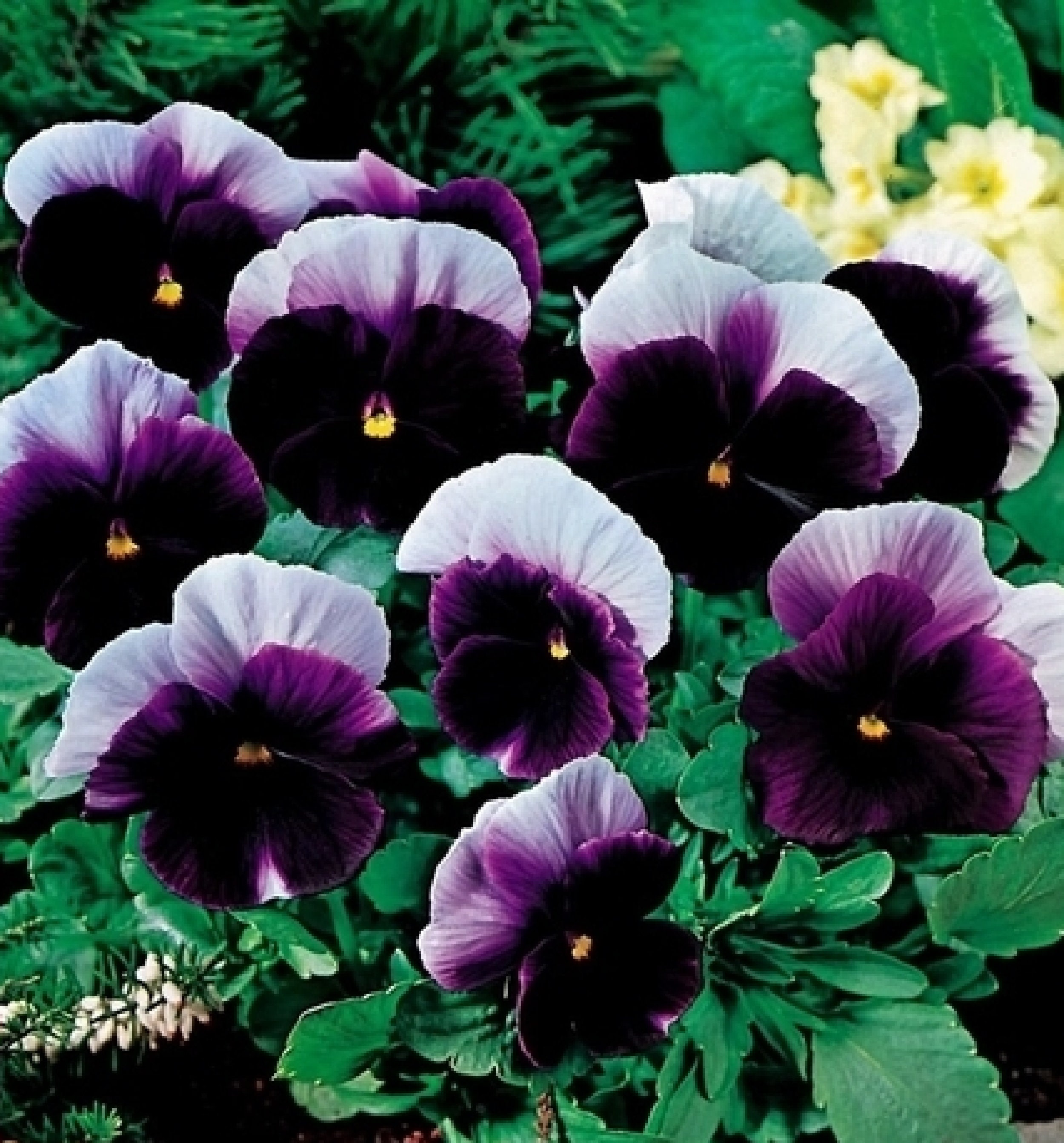Pansy Blueberry 80 Graines