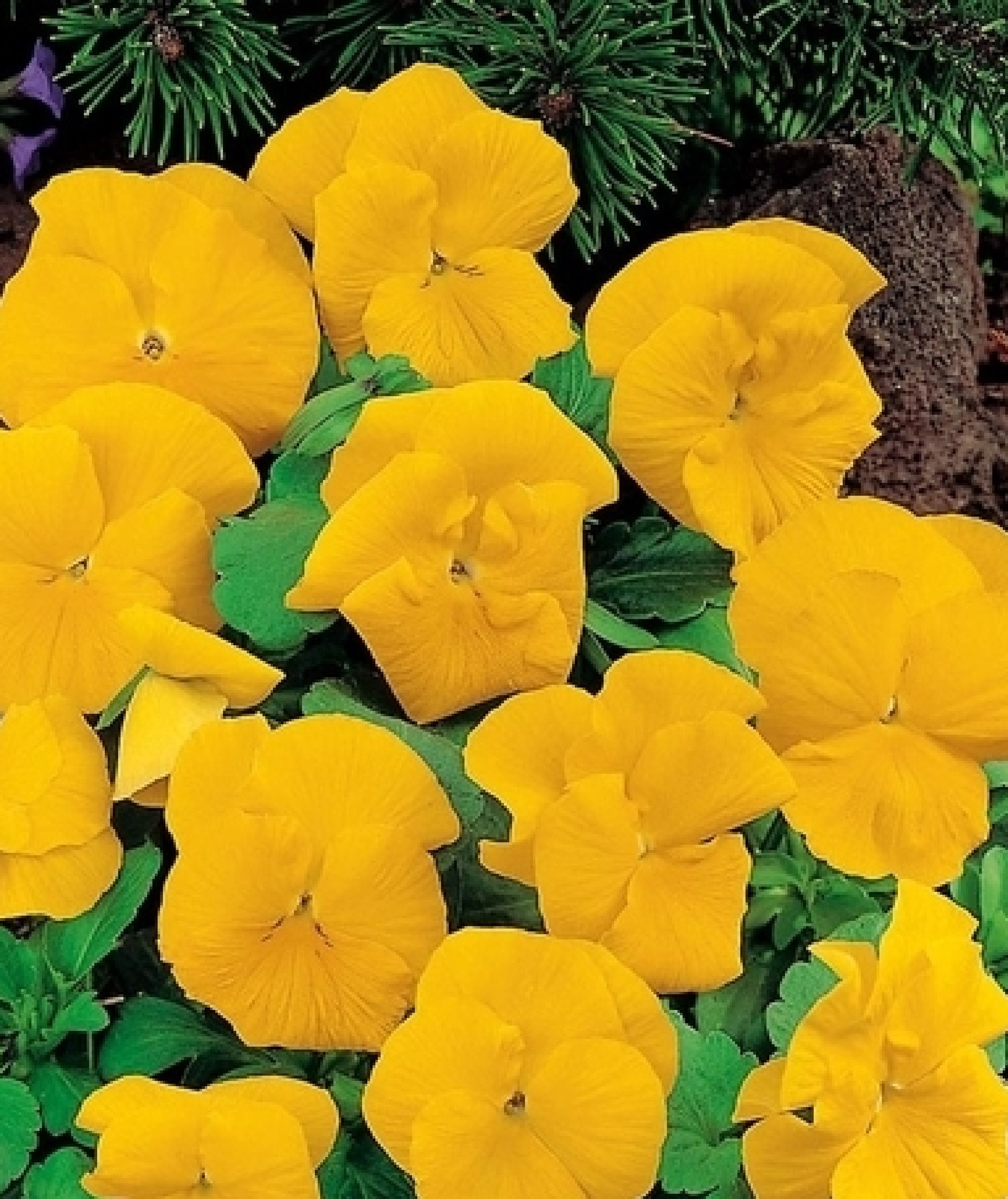 Yellow Pansy 80 Graines