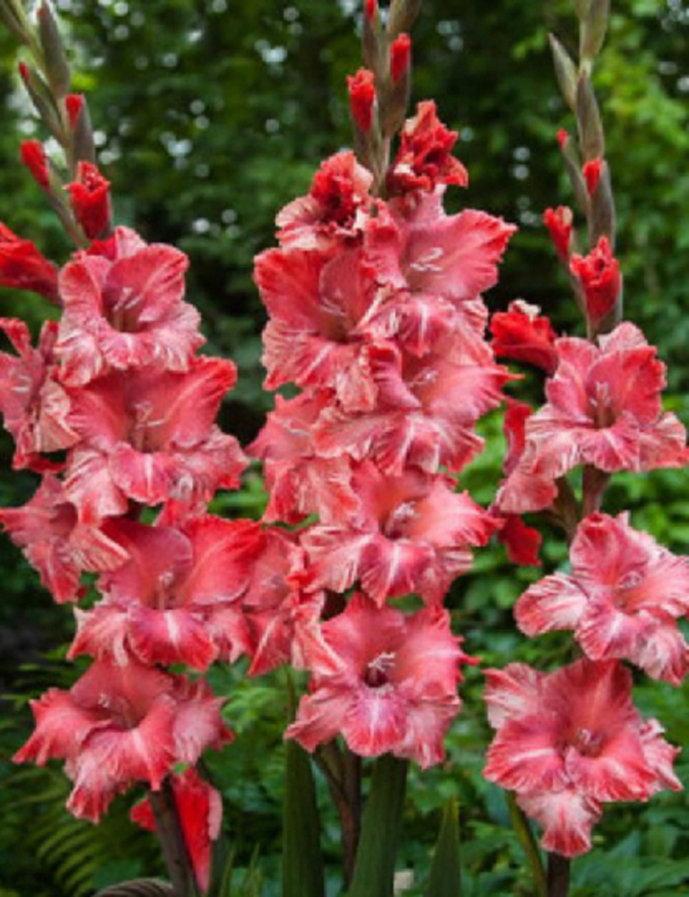 Gladiolus Frizzle Dream 15 Graines