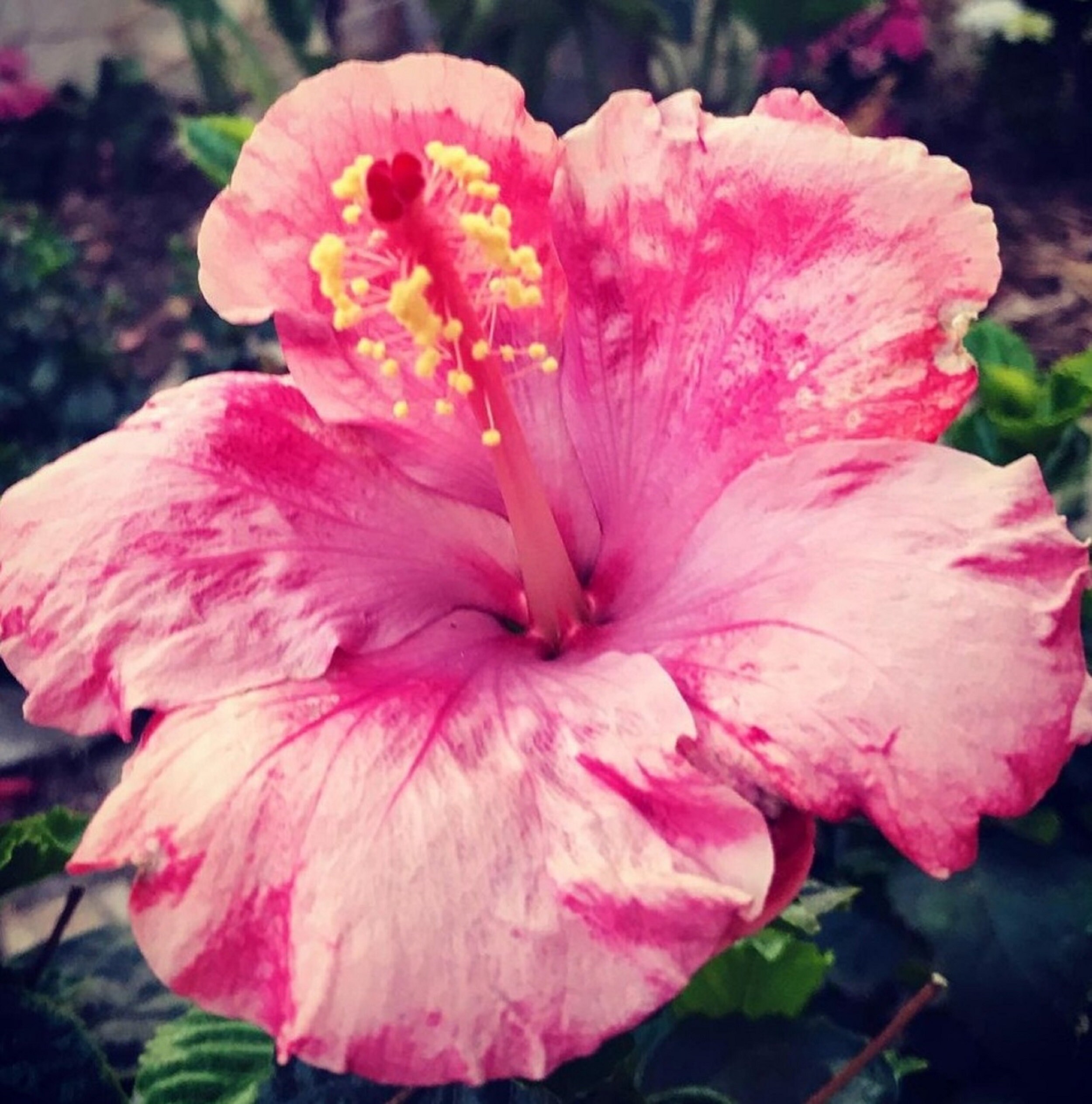 Hibiscus Sweet Pink 60 Graines
