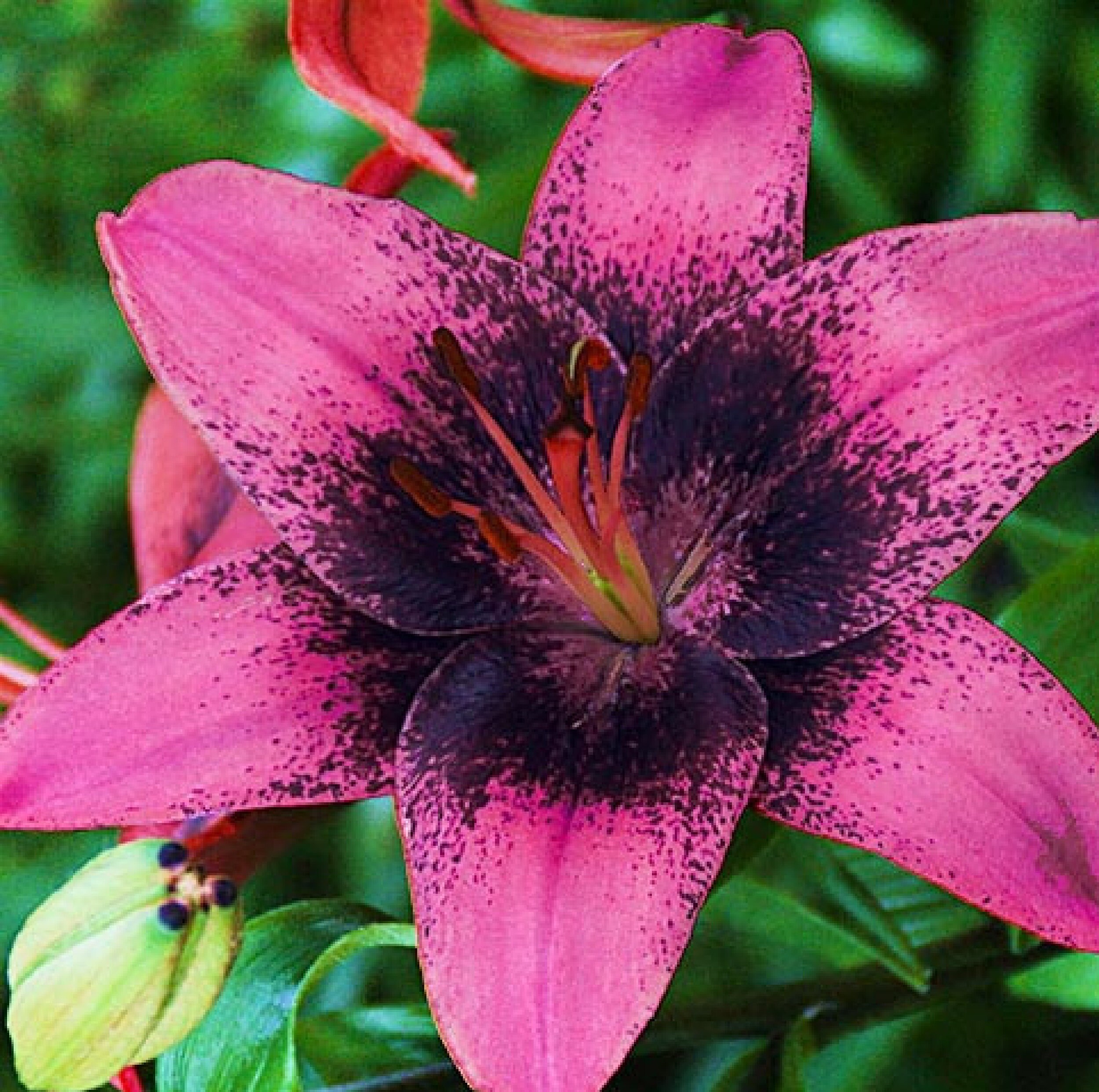 Lilium Purple Dream 20 Graines