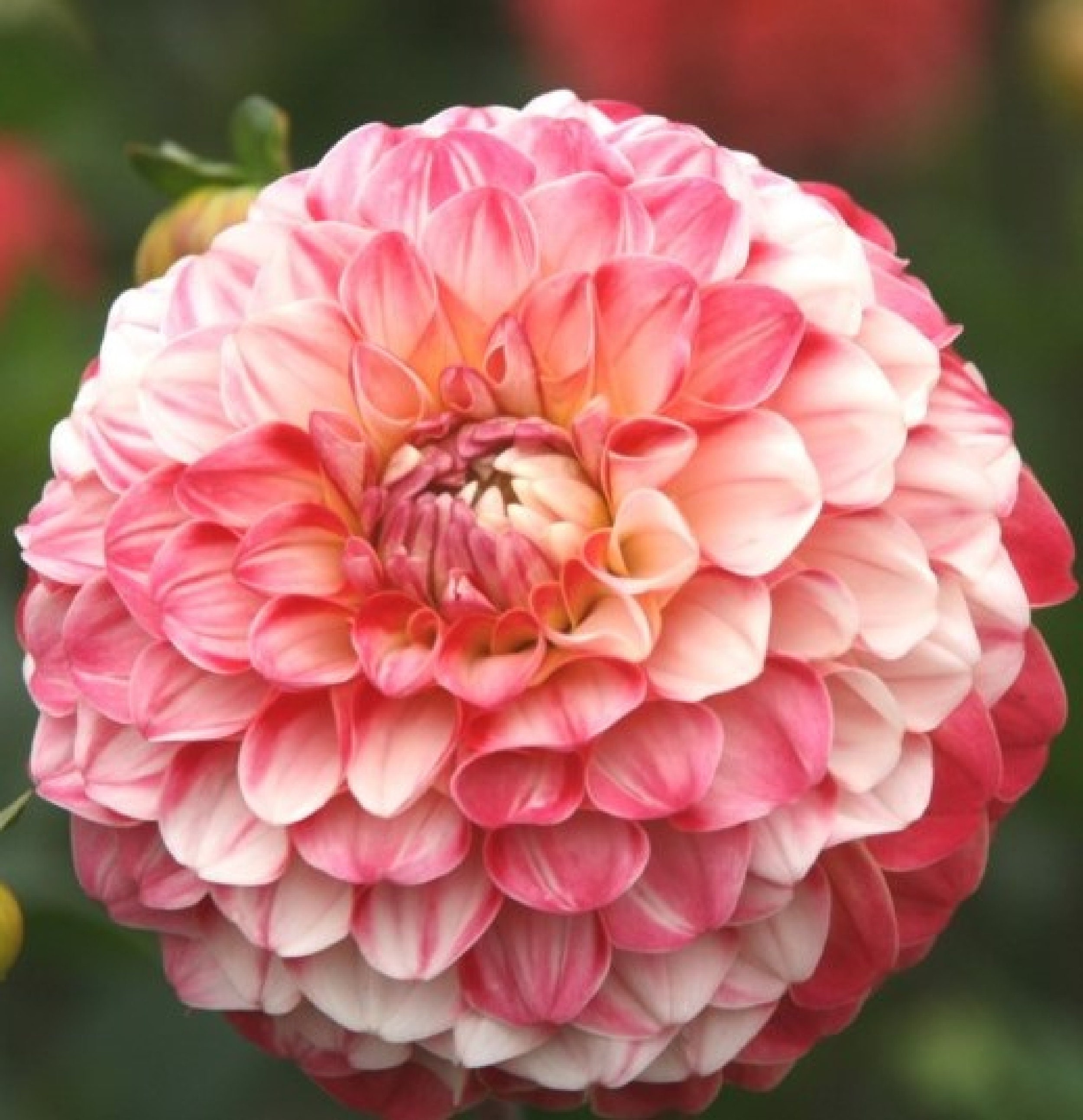 Георгин Dahlia Seeds