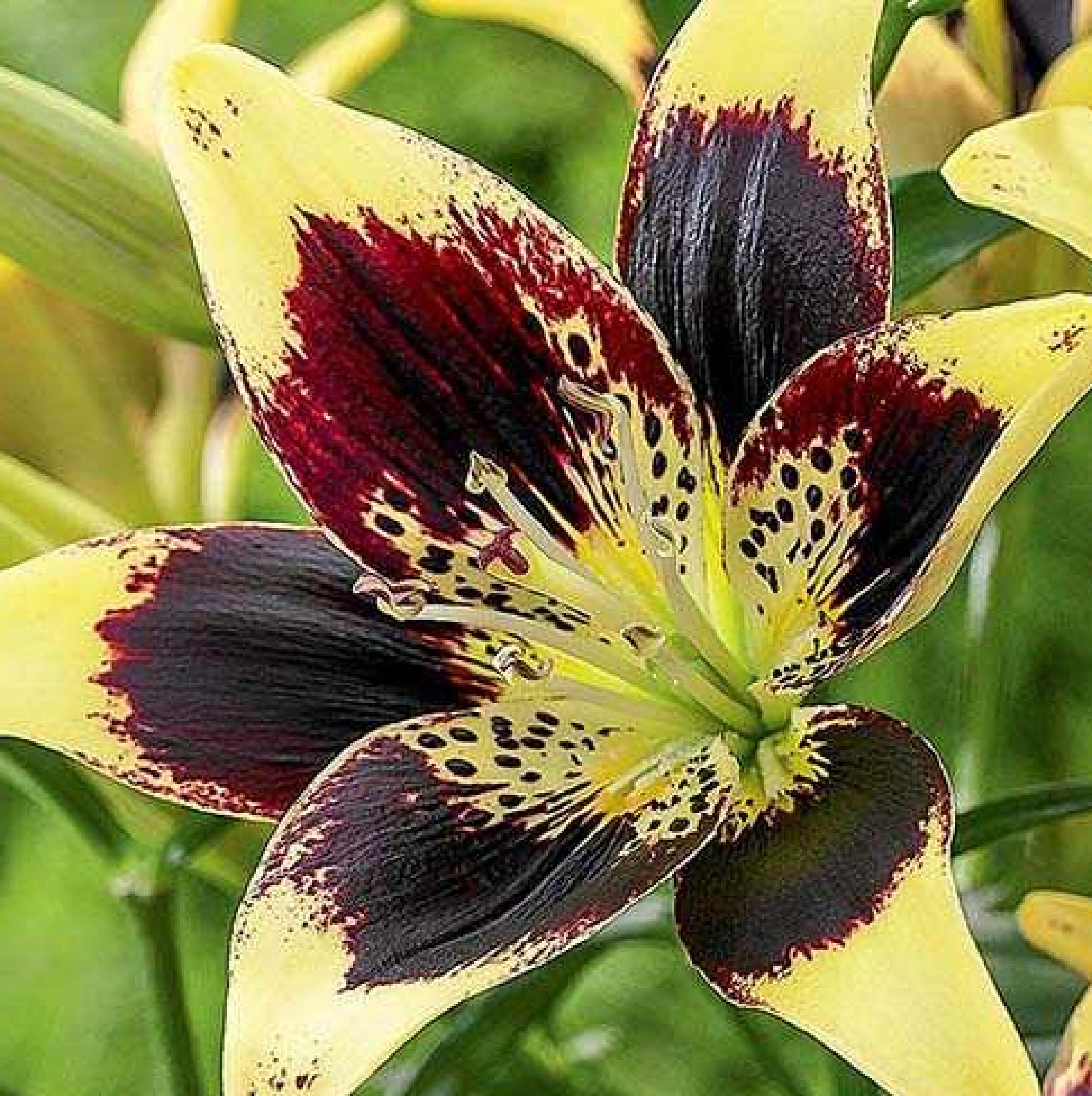 Lilium Easy Dance 20 Graines