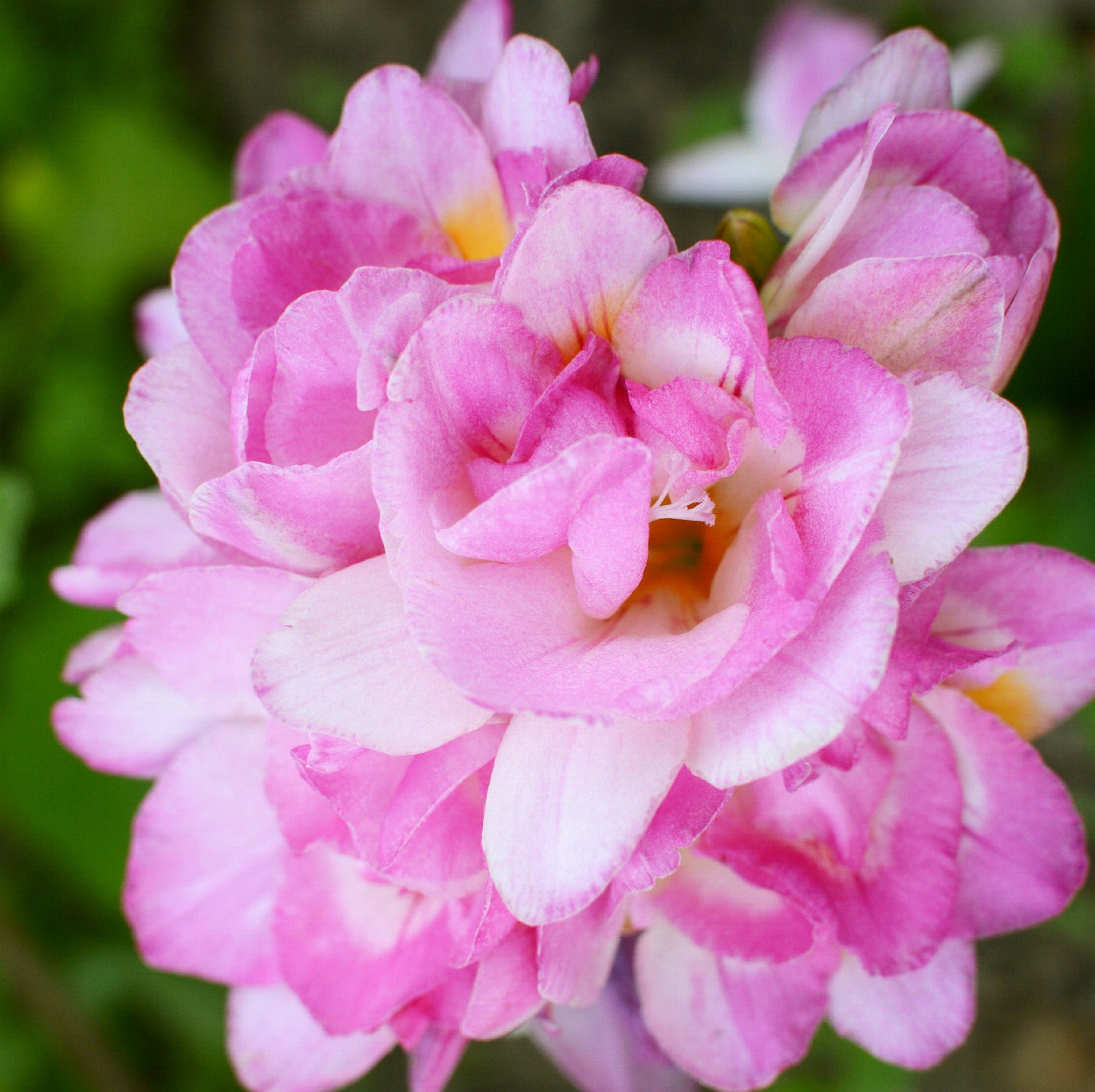 Freesia 'Pink Fountain' 4 Bulbs | Etsy