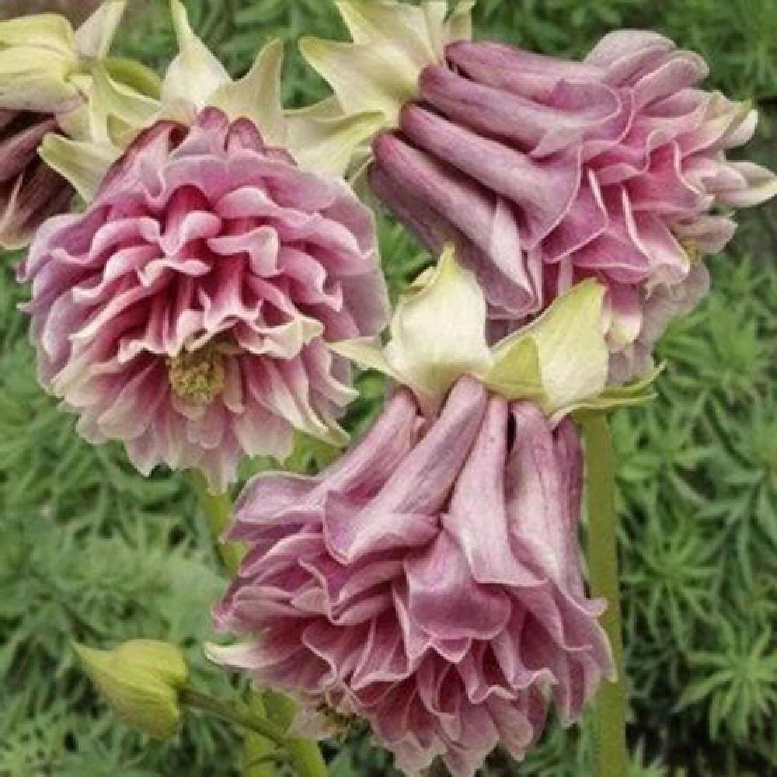 Aquilegia Cascade Rose 60 Graines