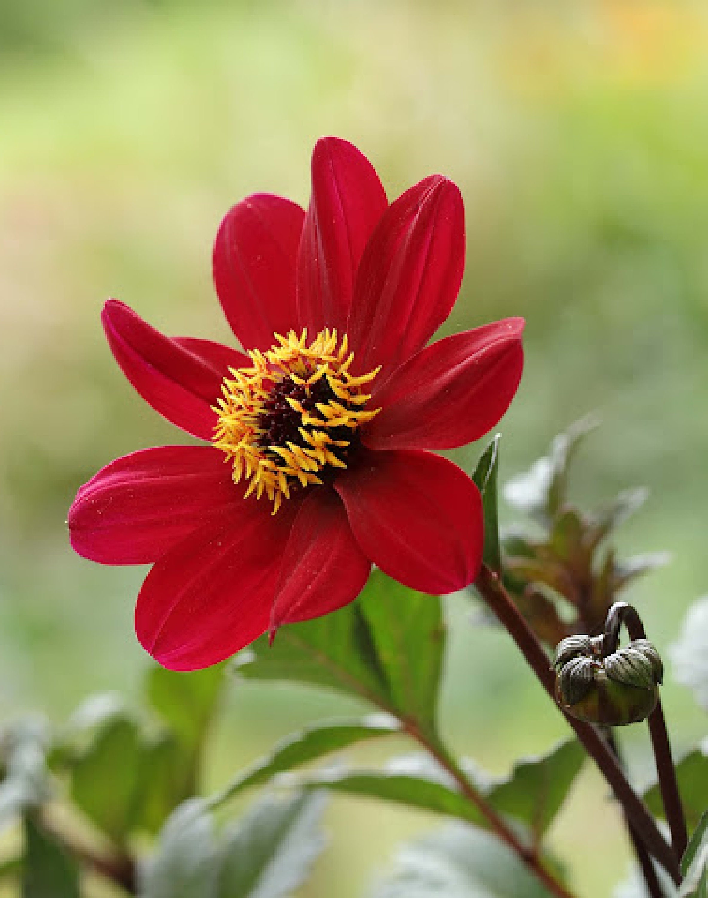 Dahlia Évêque de Canterbury 60 Graines