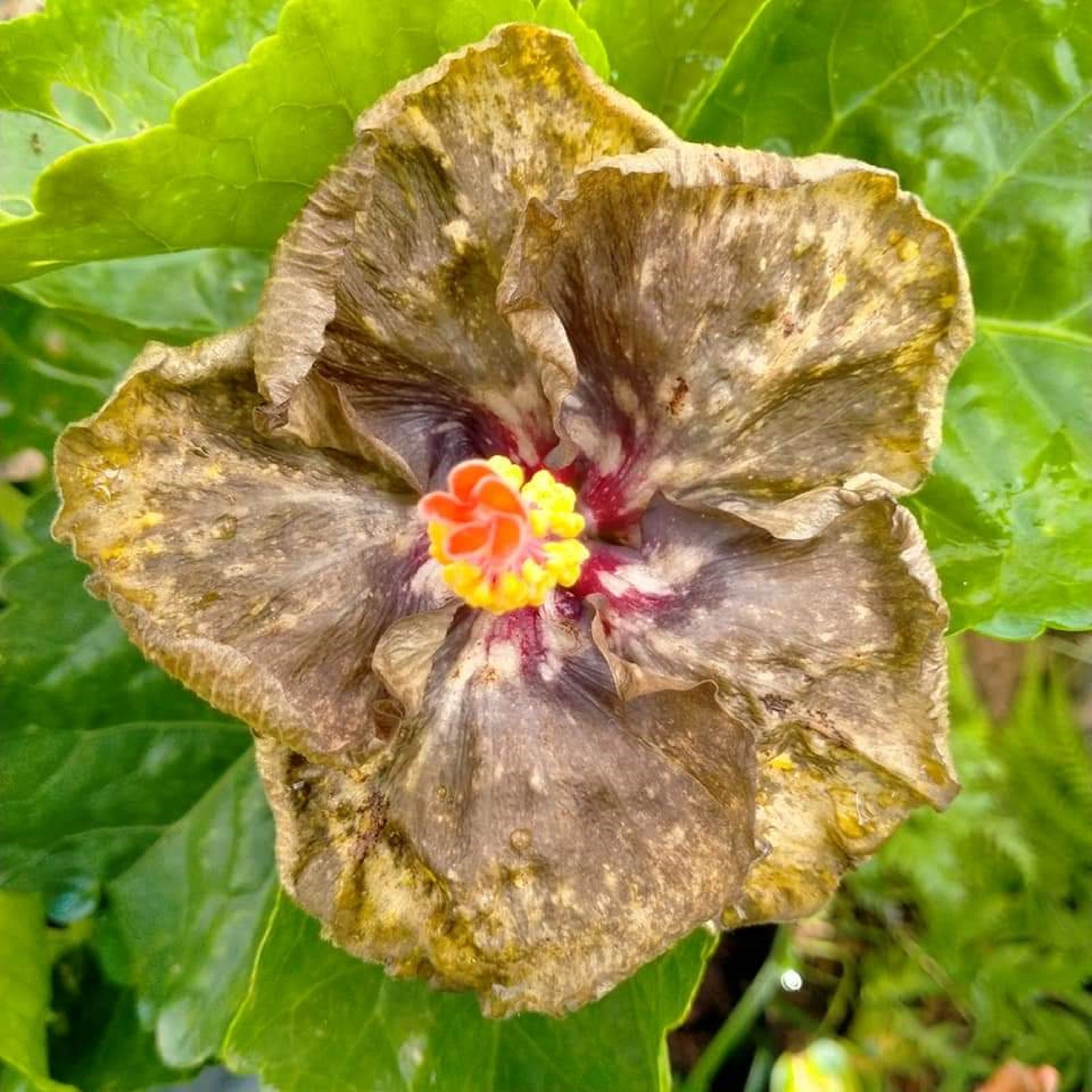 Hibiscus Hybrid Golden 60 Graines